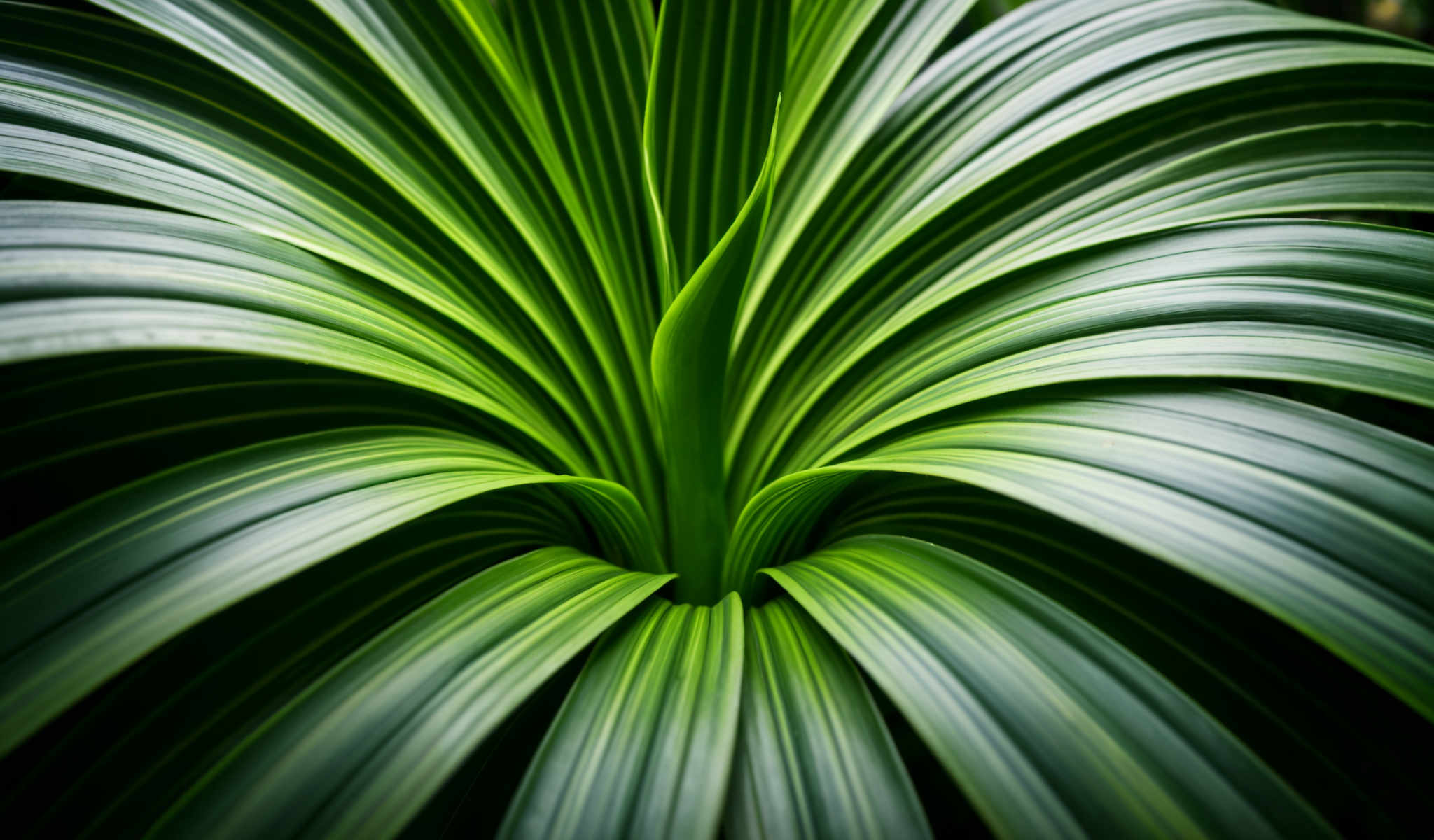 A close up of a plant with long green leaves.