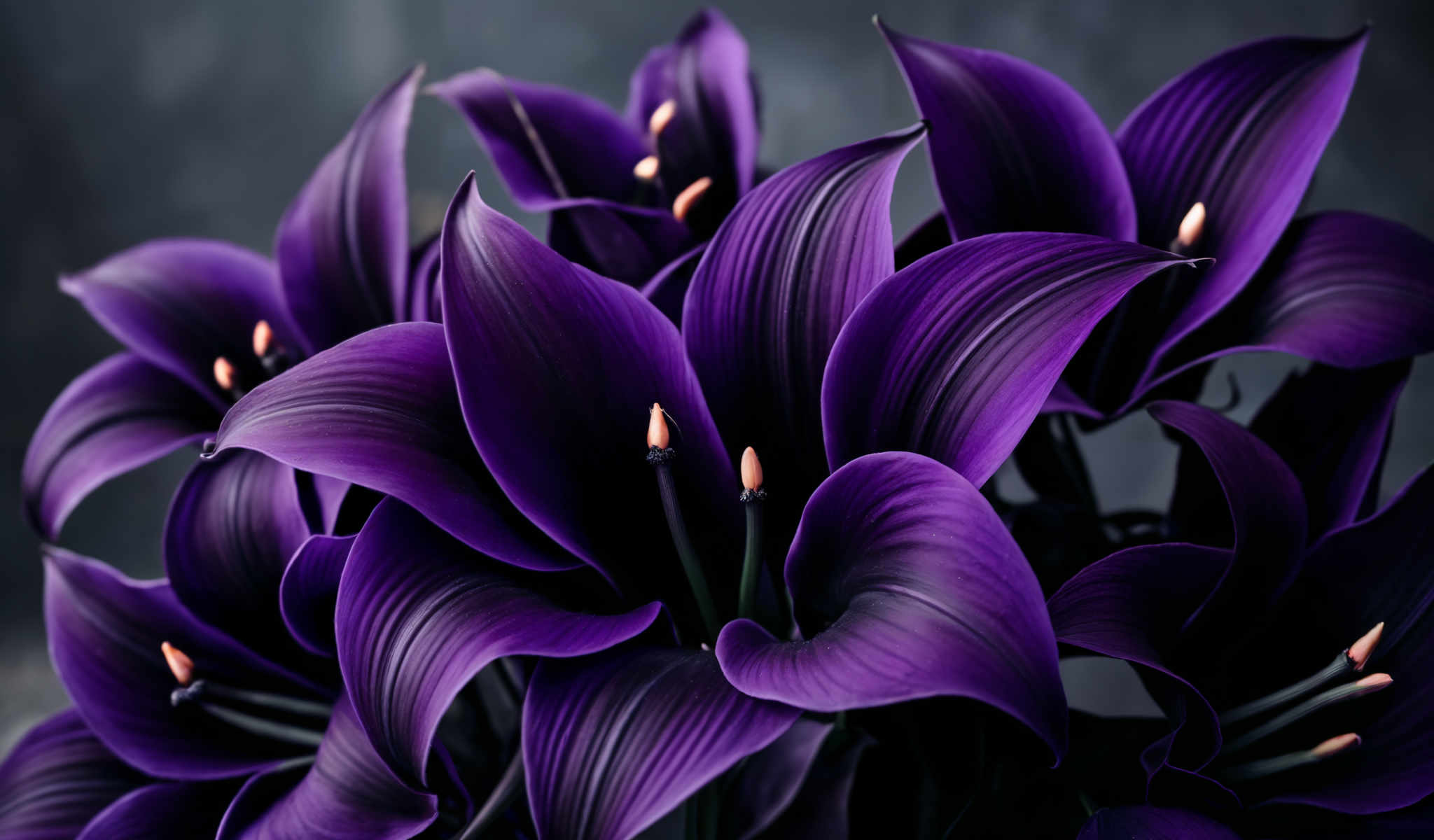 A close up of a group of purple flowers with orange centers.