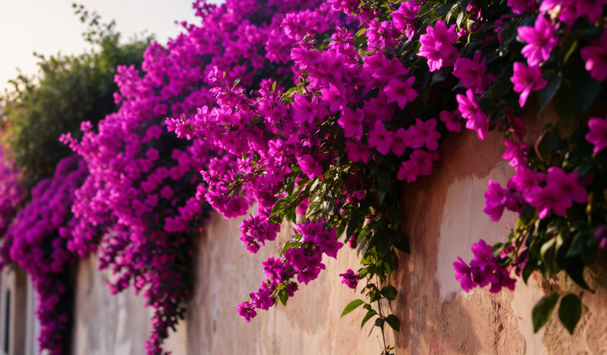 A cluster of vibrant pink flowers with green leaves are growing on a wall. The flowers are in full bloom creating a beautiful contrast against the wall.