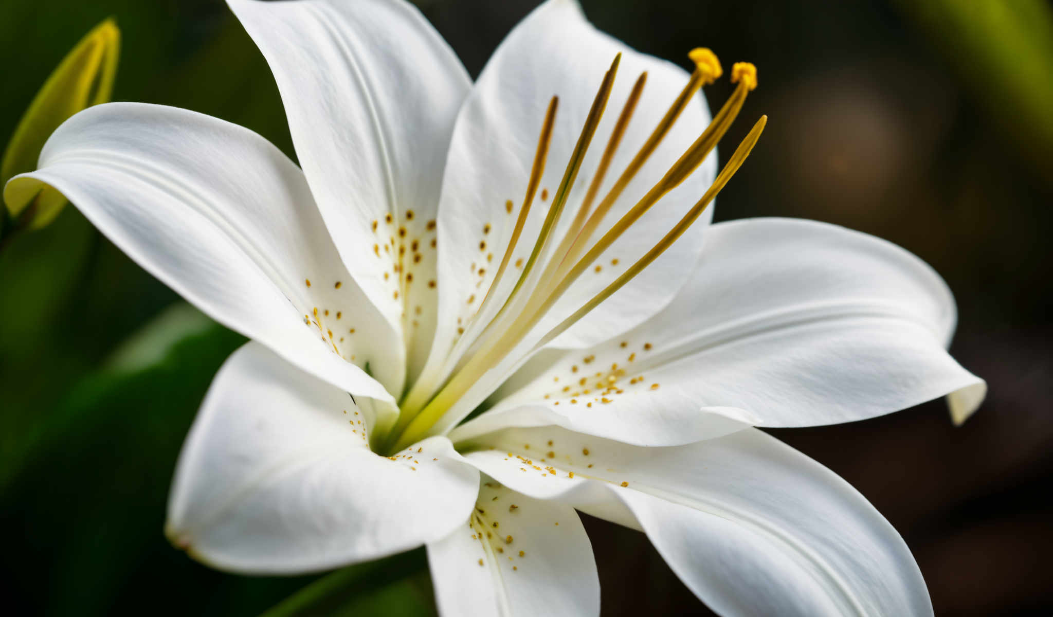 A white lily flower with yellow stamens.