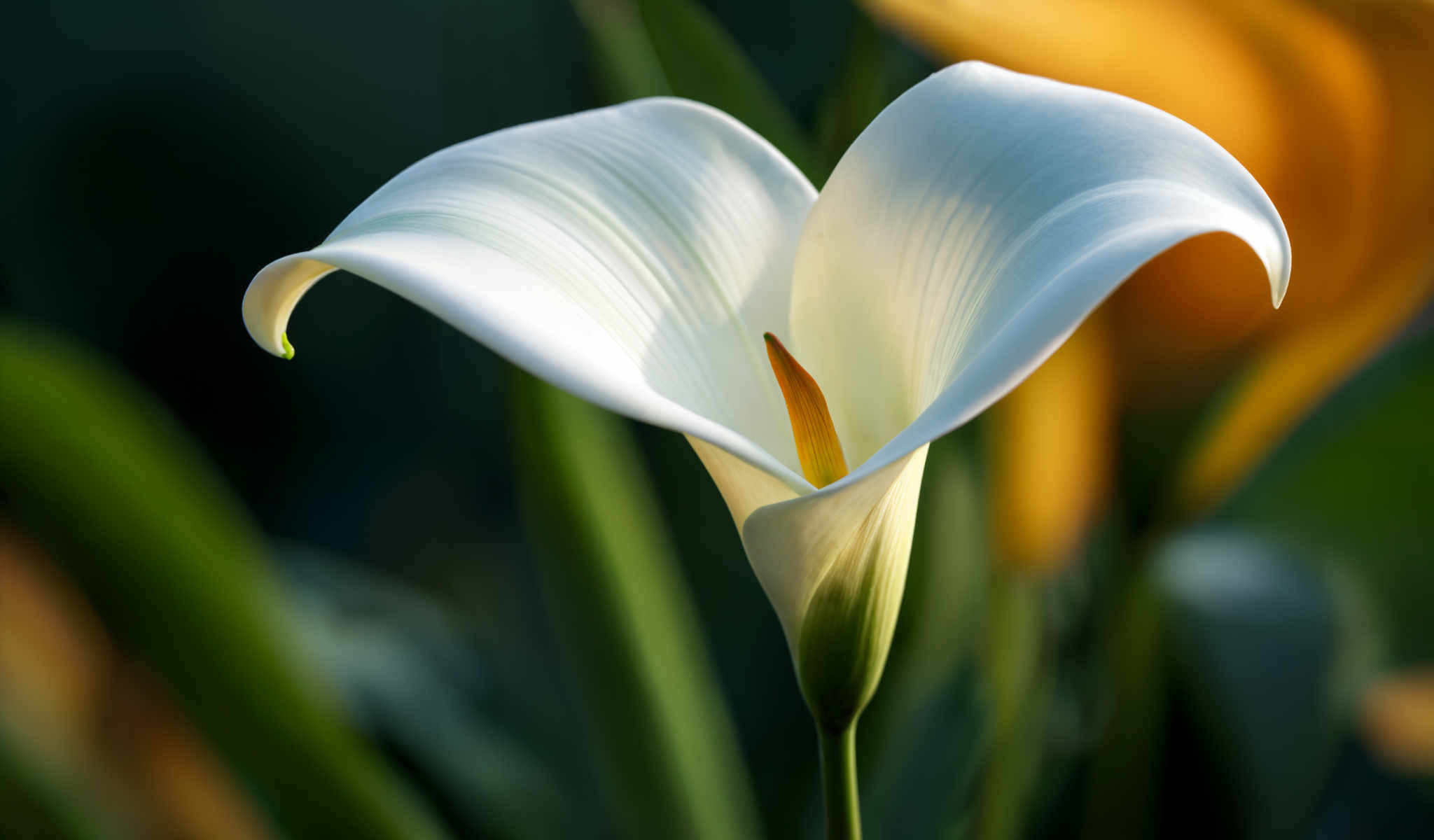 A white lily flower with a yellow center.