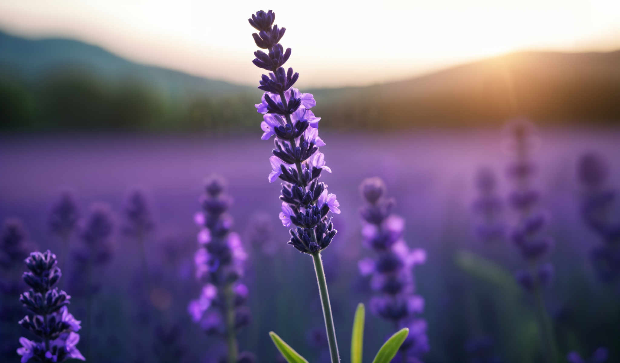 A purple flower with green leaves.