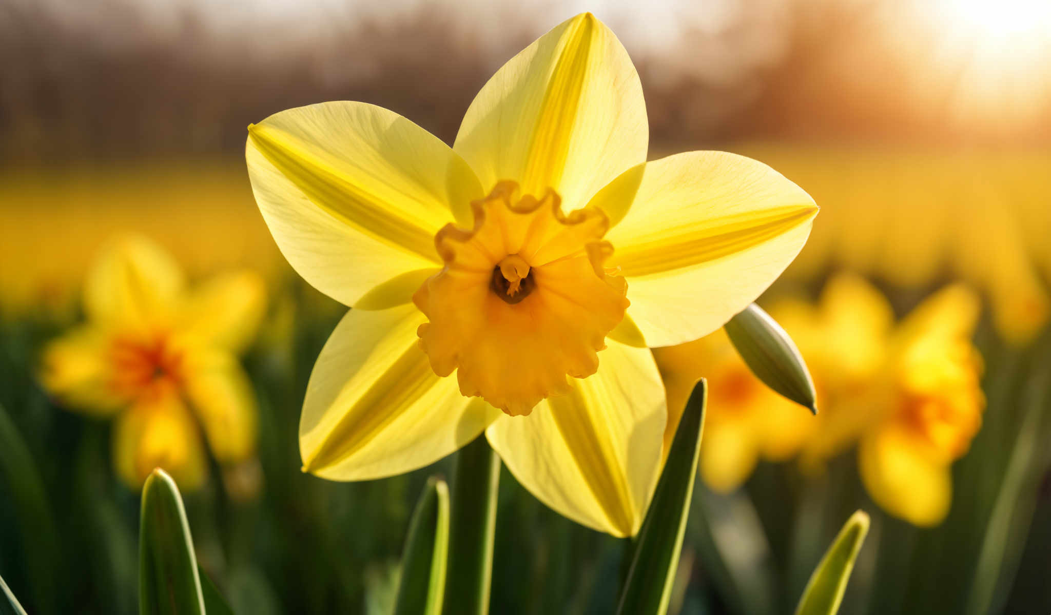 A close up of a single yellow daffodil flower.