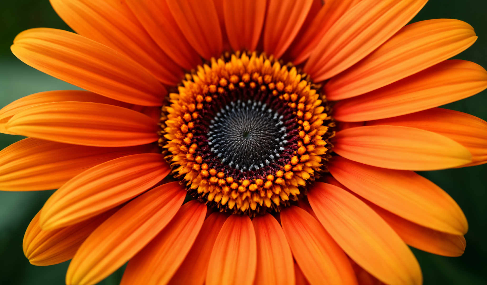 A close up of a vibrant orange flower with a yellow center. The flower is composed of numerous small petals that radiate outwards from the center. Each petal is a bright orange color while the center is a contrasting yellow. The center is adorned with a pattern of small black lines adding a touch of complexity to the otherwise simple design. The image captures the beauty and intricacy of nature in a single stunning bloom.