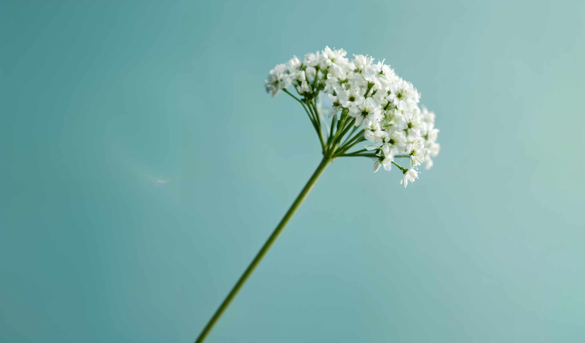 A close up of a white flower with green stems.