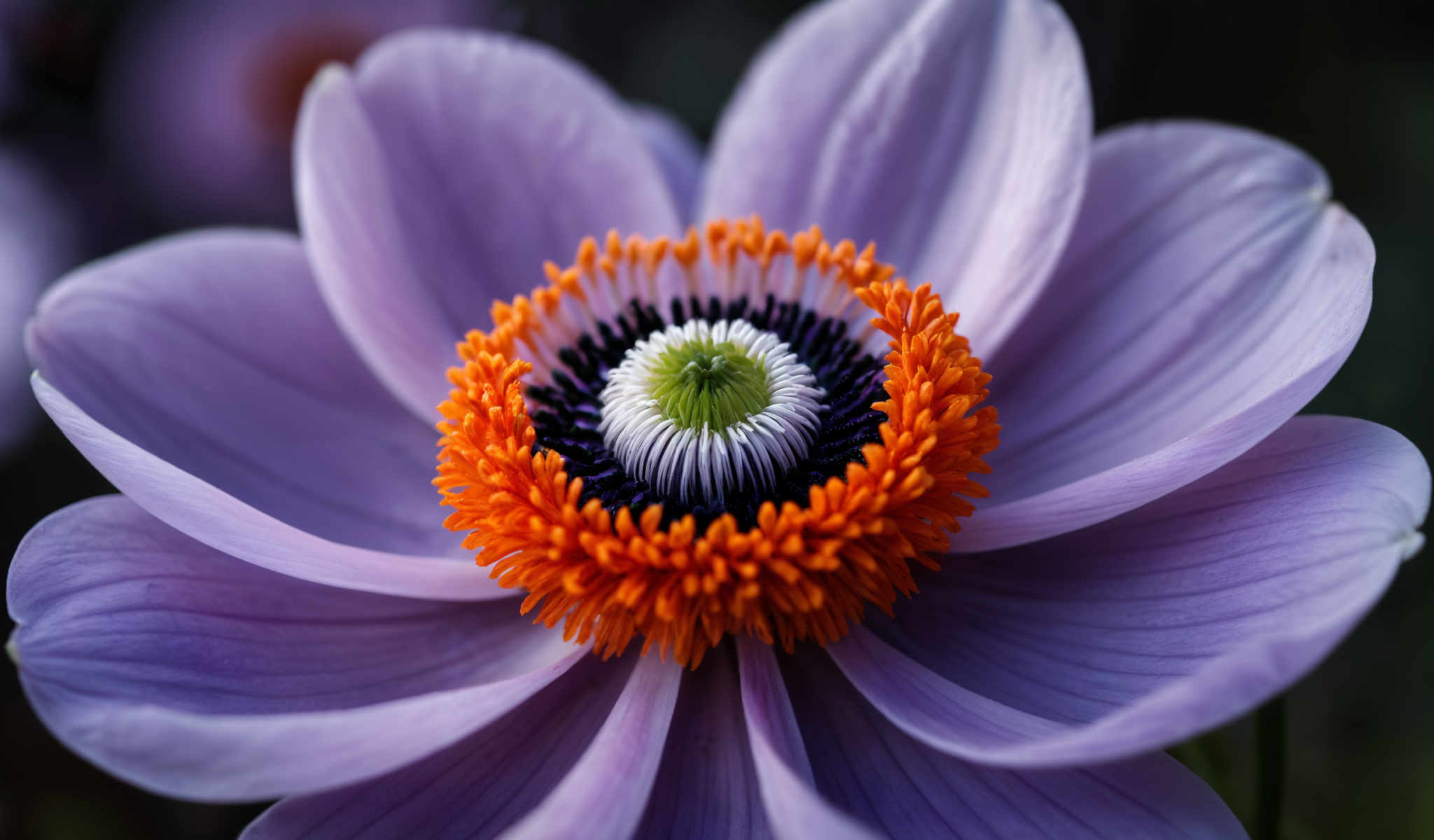 A close up of a flower with orange and white petals and a green center.