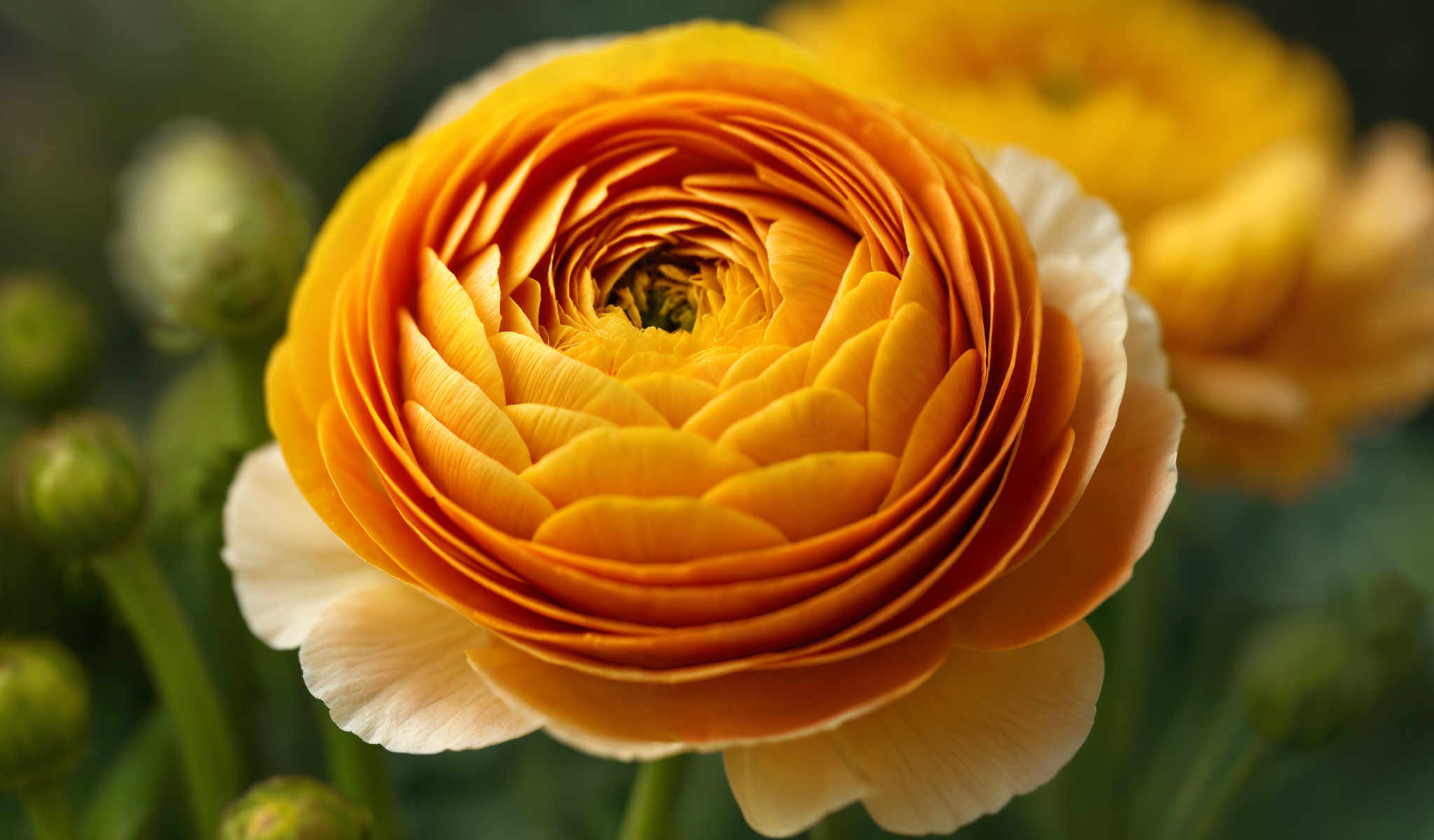 A beautiful yellow flower with a spiral pattern on its petals.