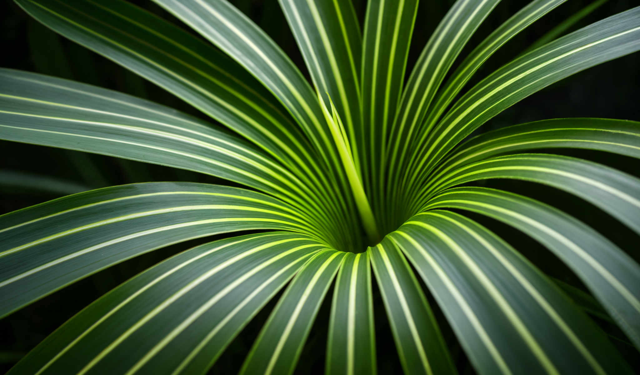 A close up of a plant with long green leaves.