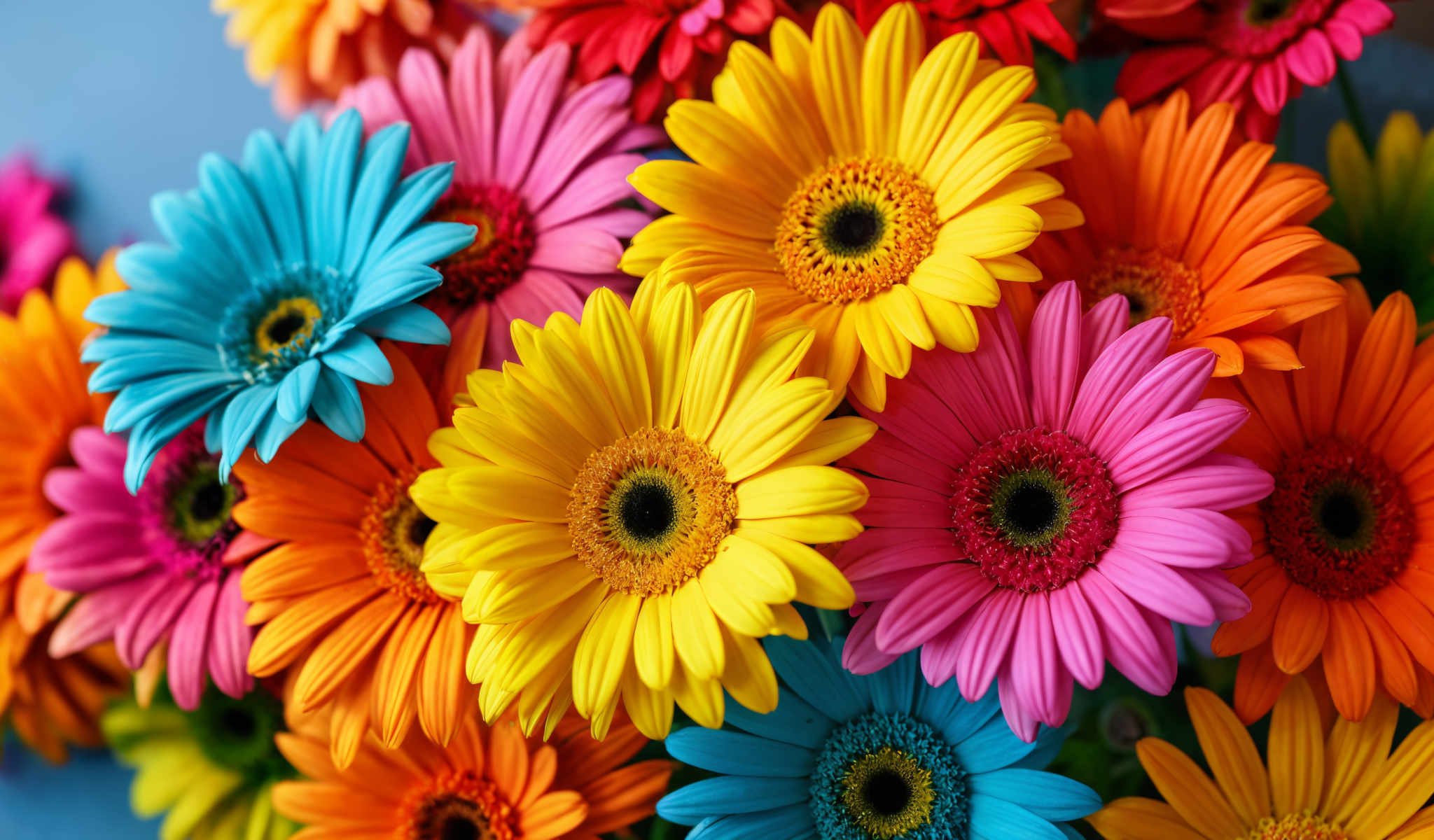 A vibrant bouquet of daisies in various colors including blue pink orange and yellow.