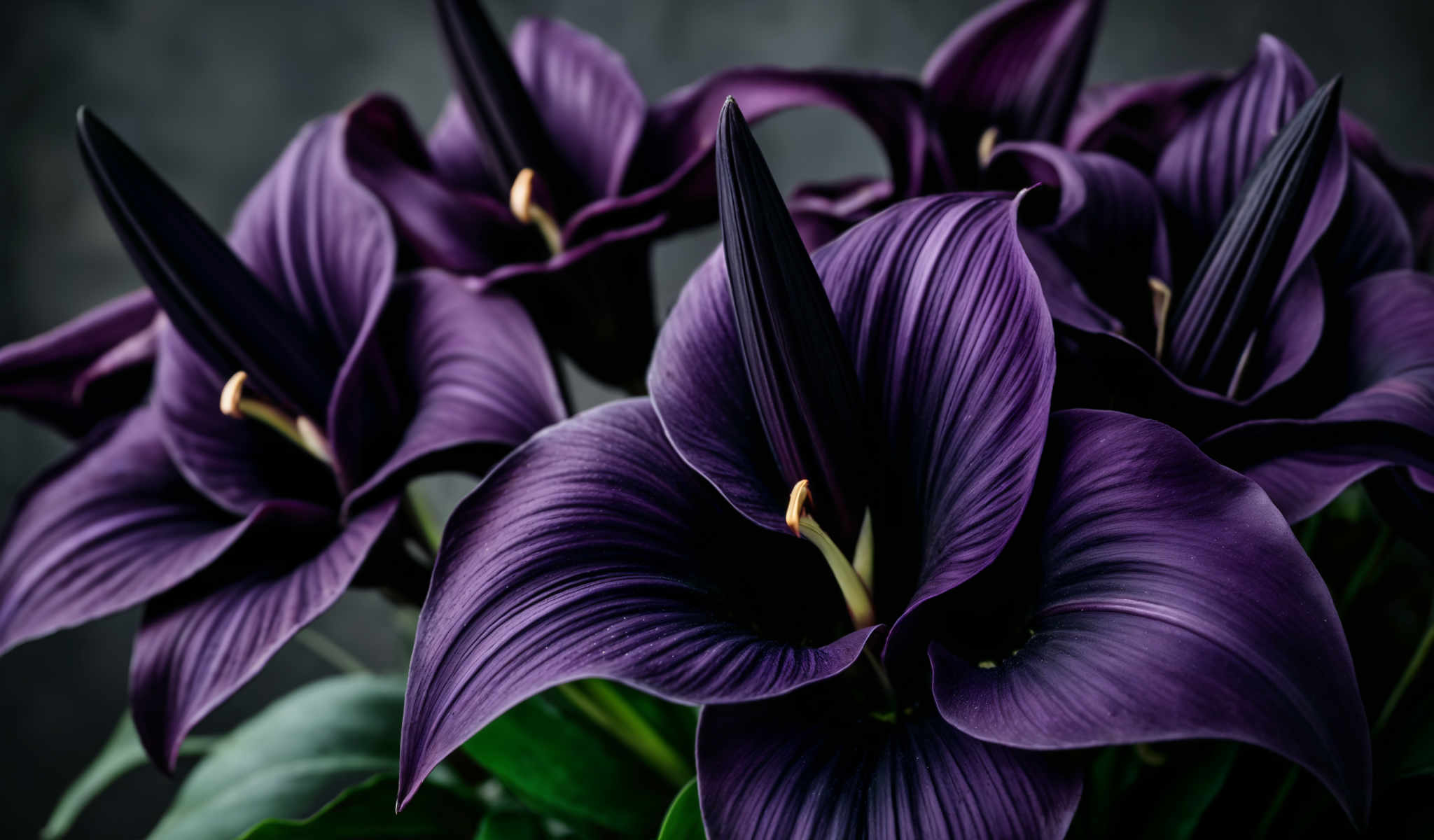 A group of purple flowers with black stems and yellow centers.