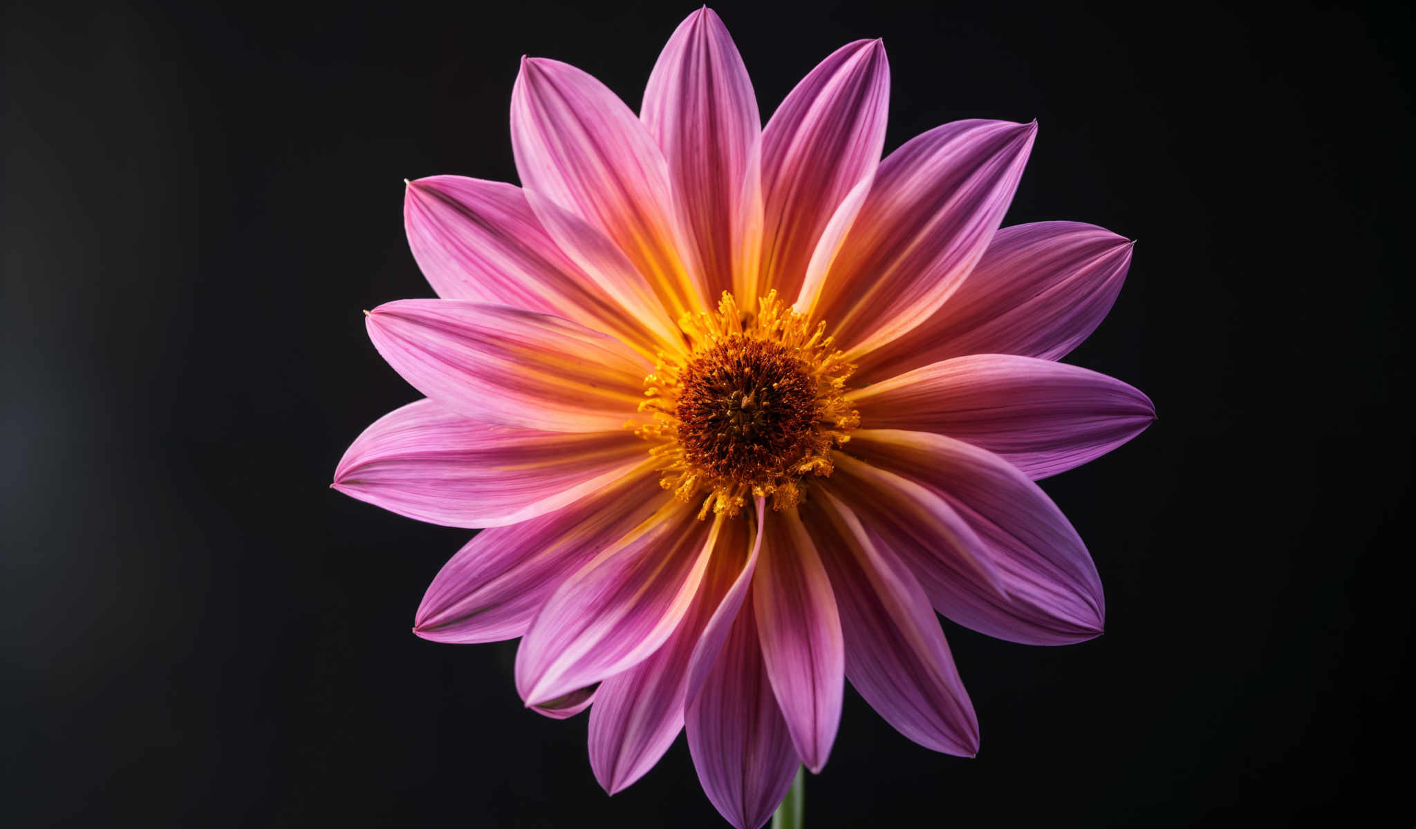 A beautiful pink flower with yellow center.