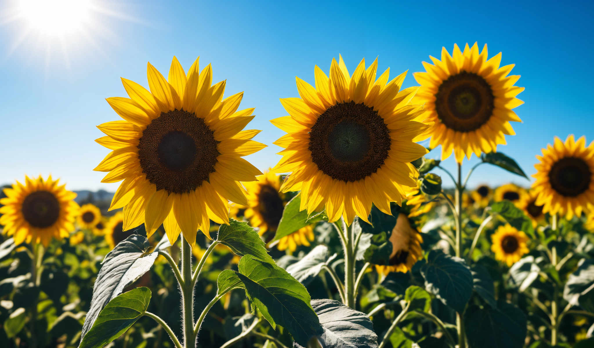 A group of sunflowers with yellow petals and brown centers.