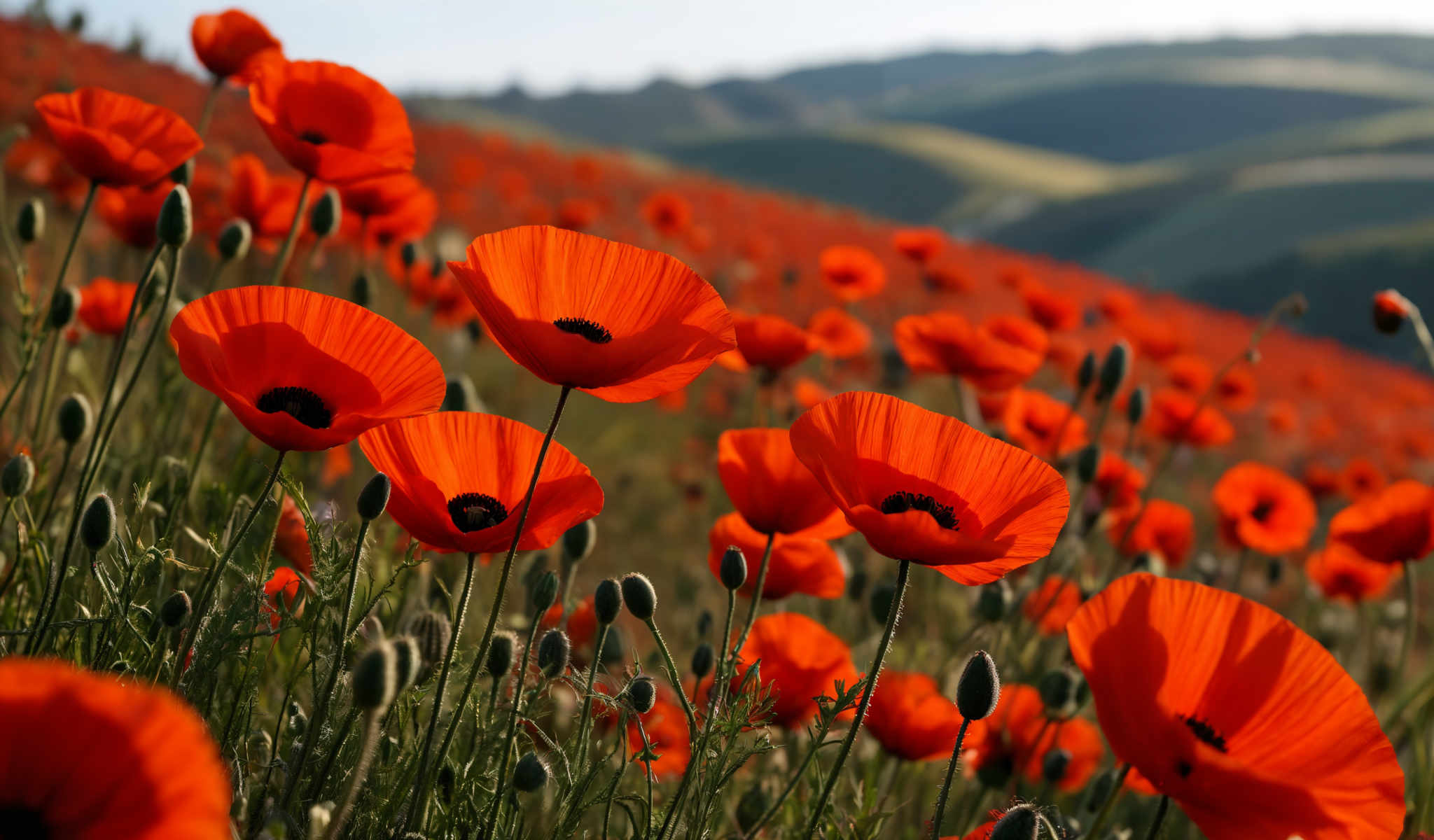 A field of red poppies in full bloom.