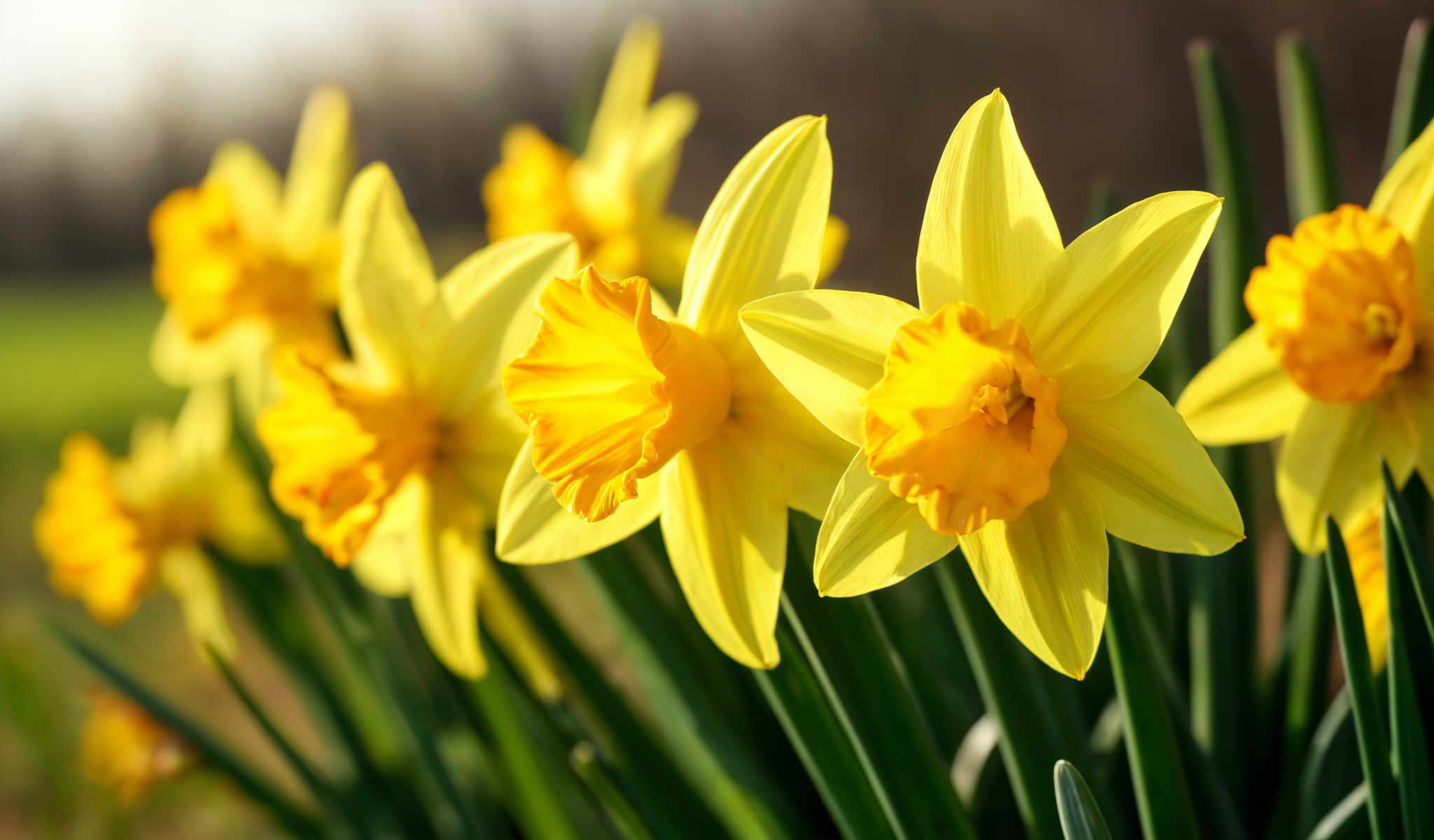 A group of yellow daffodils with green stems.