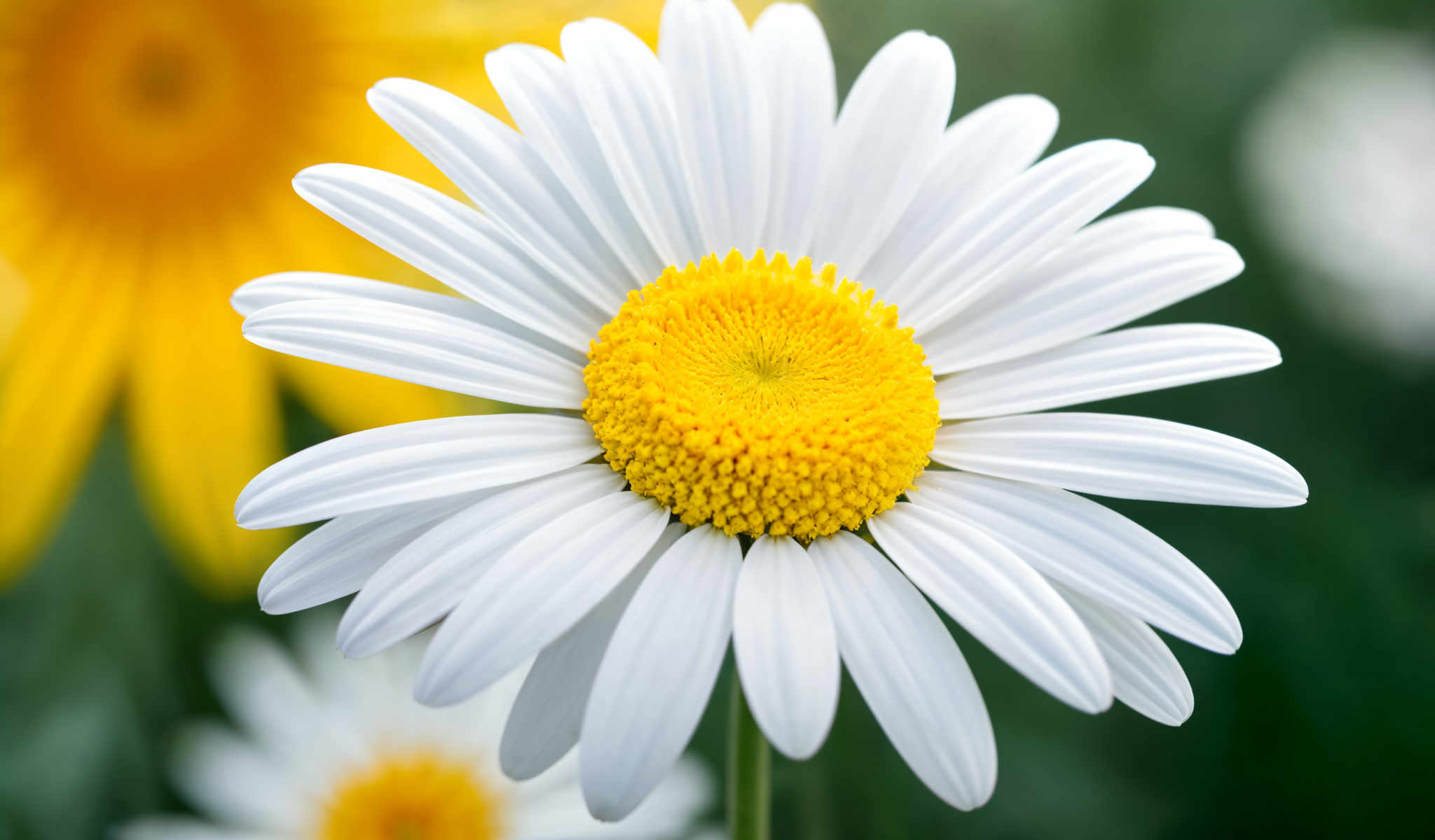 A white daisy flower with a yellow center.