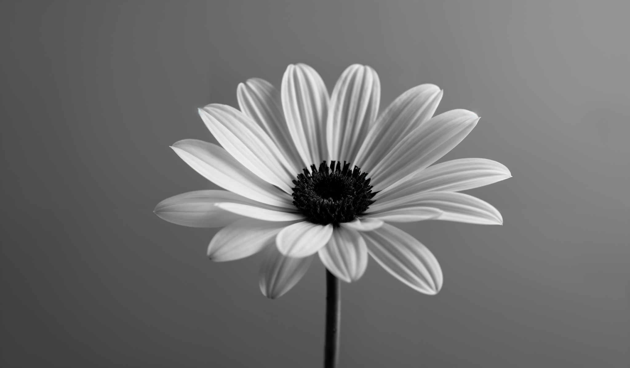 The image showcases a monochromatic depiction of a flower. The flower has a round, symmetrical shape with multiple petals radiating outwards. The petals are smooth and have a lighter shade, contrasting with the darker, more textured center. The background is a uniform gray, which accentuates the flower's details and gives it a focal point.