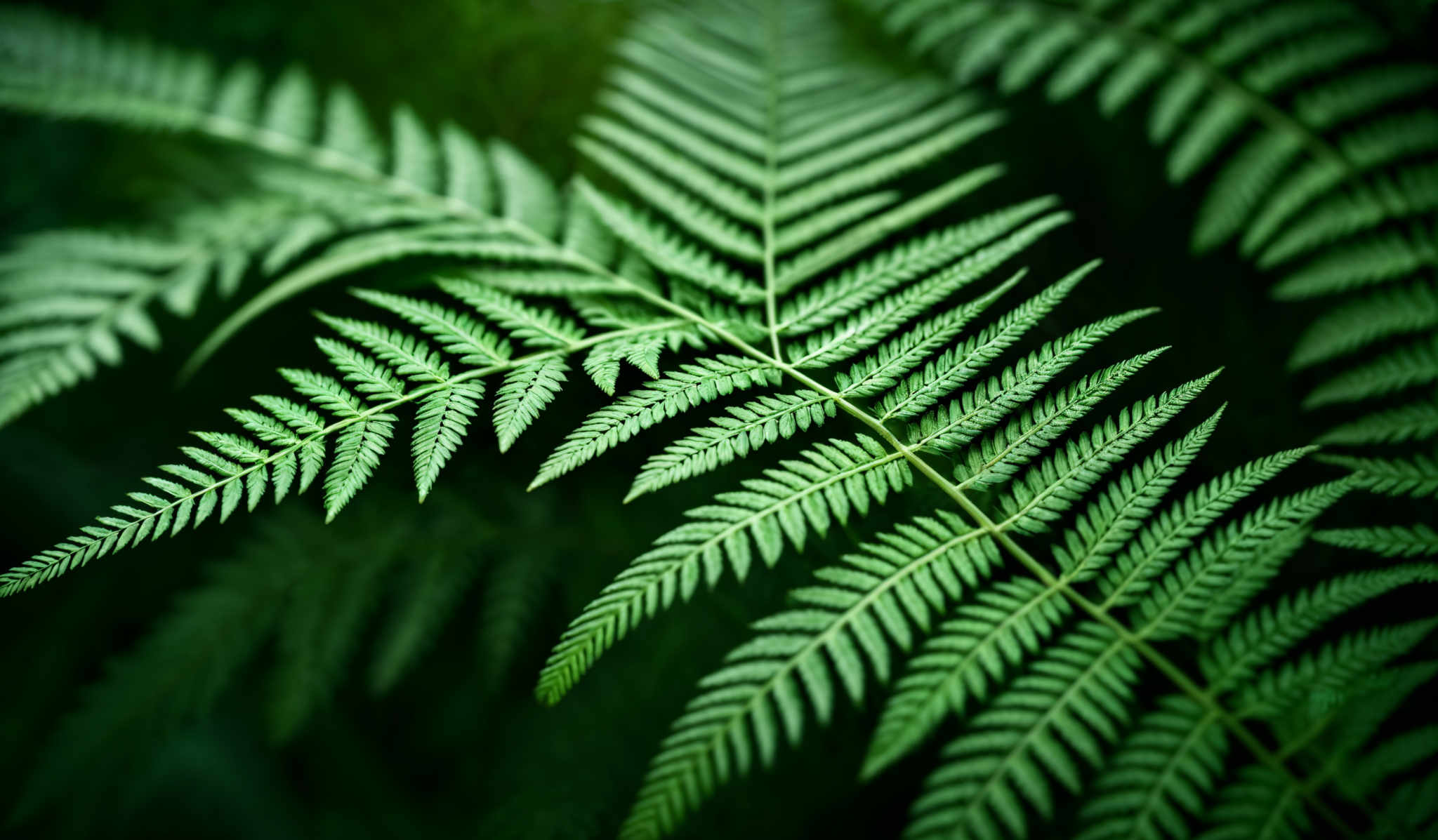 The image showcases a close-up of fern-like leaves. The predominant color is a vibrant shade of green. The leaves have a distinctive feathery or frond-like structure with multiple layers of smaller leaflets. The texture appears delicate and intricate, with each leaflet having a sharp, pointed tip. The background is blurred, emphasizing the foreground and creating a sense of depth.