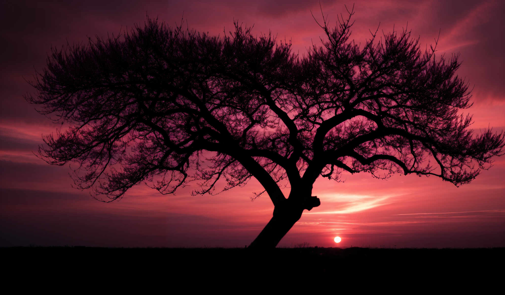 The image showcases a silhouette of a tree set against a vibrant sunset. The sky is painted in hues of pink, purple, and orange, with the sun nearing the horizon, casting a warm glow. The tree, with its sprawling branches, stands tall and is predominantly dark, contrasting sharply with the colorful backdrop. The horizon is lined with a faint line of clouds, and the ground appears to be a flat expanse.