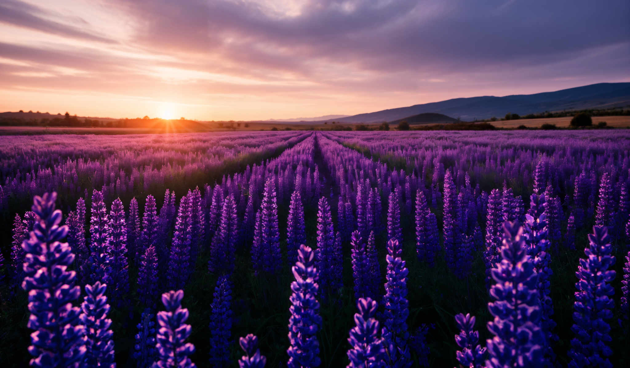 The image showcases a breathtaking landscape during sunset. The sky is painted with hues of orange, pink, and purple, with the sun setting on the horizon. Below, a vast field of vibrant purple flowers stretches out, with their tall spikes reaching upwards. The flowers are densely packed, creating a rhythmic pattern across the landscape. In the distance, there are rolling hills and a few scattered trees, all bathed in the soft glow of the setting sun.