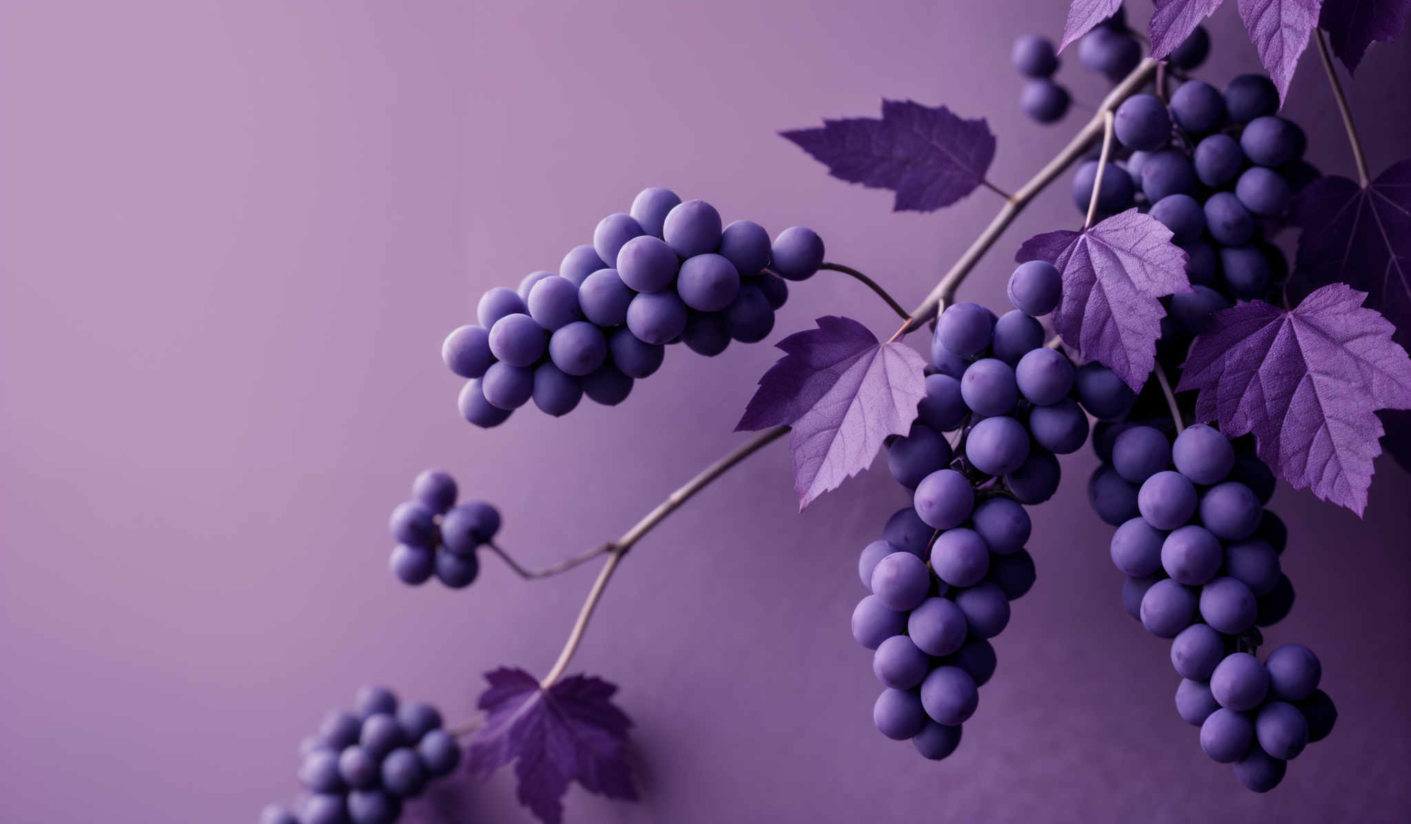 The image showcases clusters of round, deep purple grapes hanging from vine branches. The leaves accompanying the grapES are also in varying shades of purple, with some displaying a more vibrant hue than others. The background is a muted shade of purplish-gray, which complements the overall color scheme of the image, creating a harmonious and visually appealing composition.