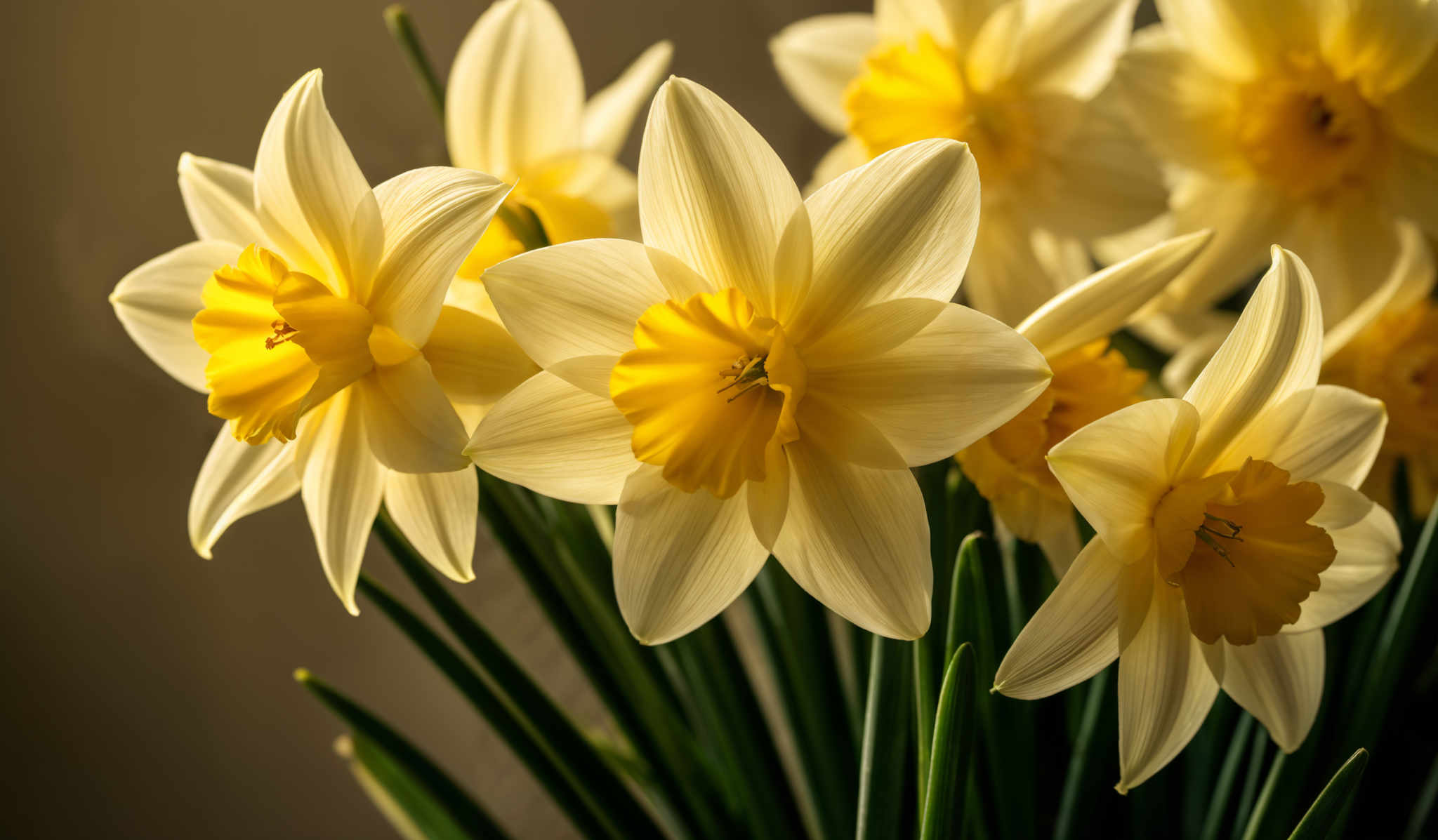 The image showcases a group of daffodils with a predominant yellow color. The petals are elongated and have a smooth texture, with a central core that is also yellow. The background is dark, which accentuates the brightness of the daffodsils.