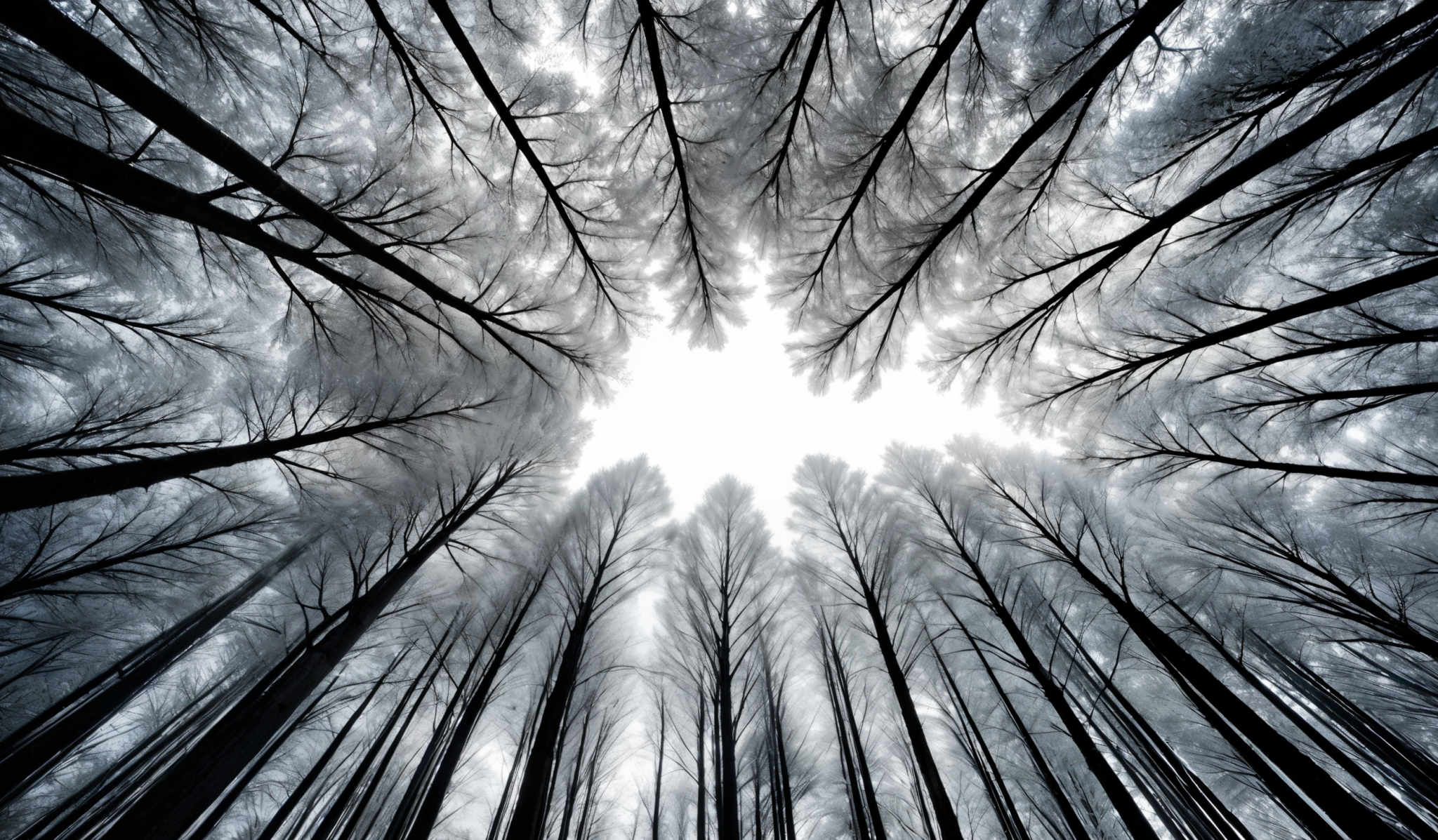 The image showcases a breathtaking view of a forest, viewed from the ground up. The trees are tall and slender, reaching upwards towards the sky. The color palette is dominated by shades of blue and white, giving the image a cool, ethereal feel. The shape is symmetrical, with the trees converging towards a central point, creating an illusion of a vast, open sky.