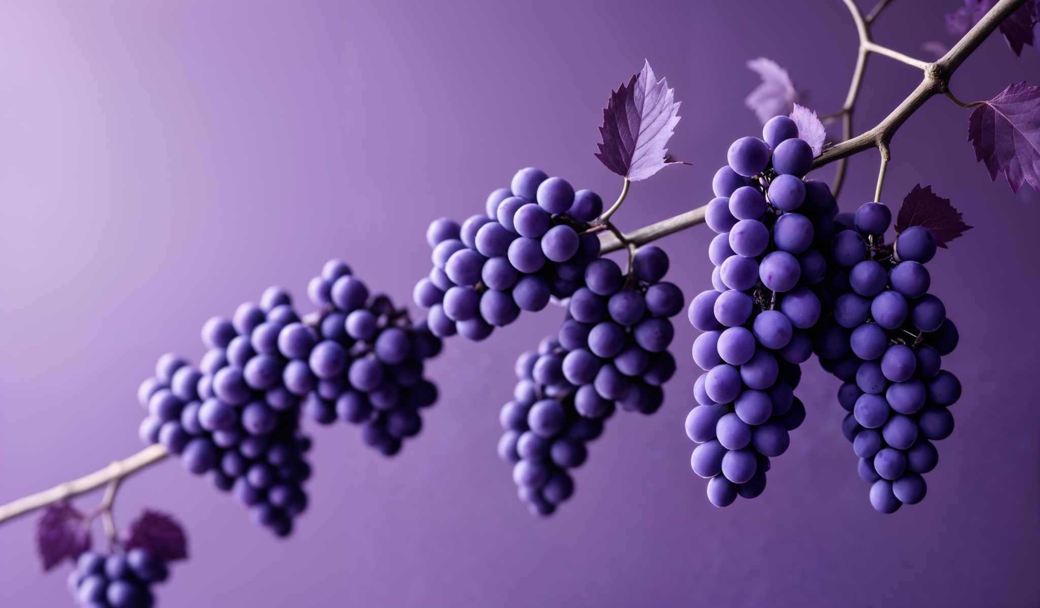 The image showcases bunches of grapes hanging from a vine. The grapES are deep purple in color, round in shape, and are clustered together. The vine itself is slender and has a few leaves attached to it. The background is a solid shade of purple, which complements the color of the grapese, creating a harmonious and visually appealing composition.