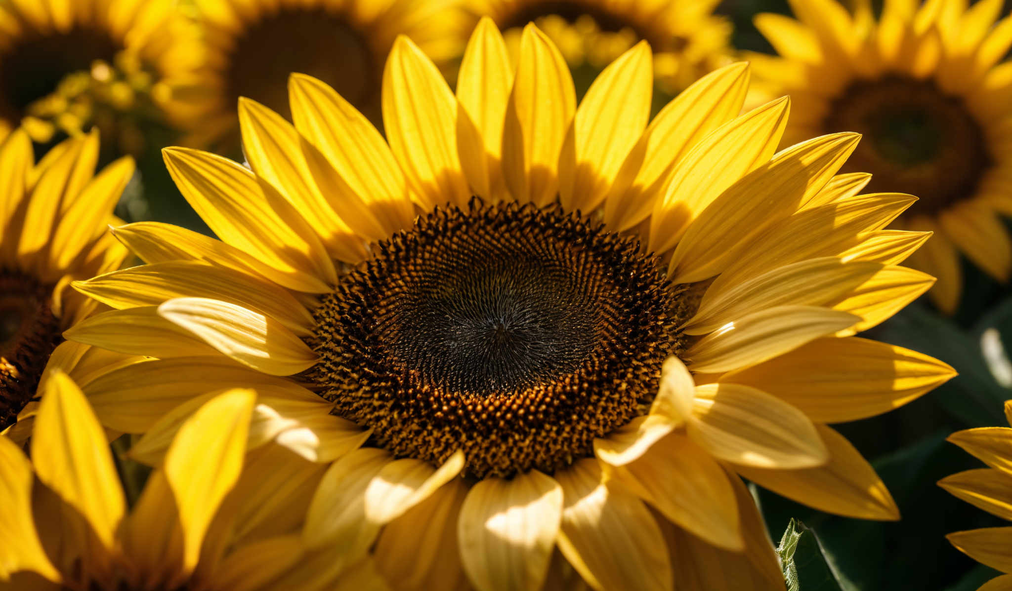 The image showcases vibrant yellow sunflowers. The sunflower in the foreground is in full bloom, displaying bright yellow petals that radiate outward in a circular pattern. The center of the sunflowering head is dark brown, with intricate details of tightly packed tiny florets. The background consists of blurred sunflowERS, emphasizing the depth and vastness of the field.