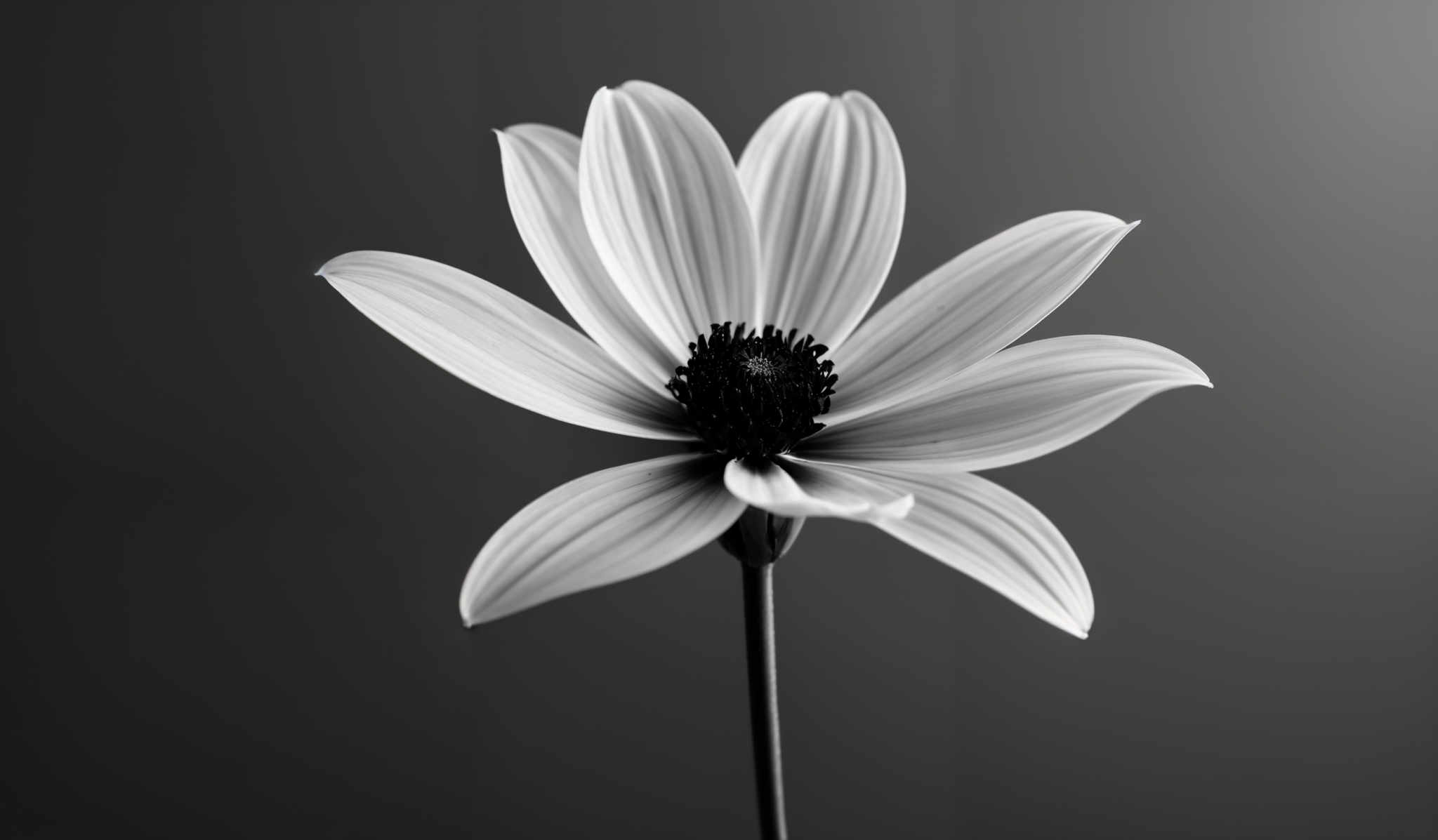 The image showcases a monochromatic representation of a flower. The flower has a unique shape with multiple petals radiating outwards from a central stem. The petals are thin and have a smooth texture, with a gradient of light to dark shades, giving them a layered appearance. The center of the flower is dark, possibly representing the reproductive parts. The background is a solid, muted gray, which accentuates the flower's details and brings it into sharp focus.