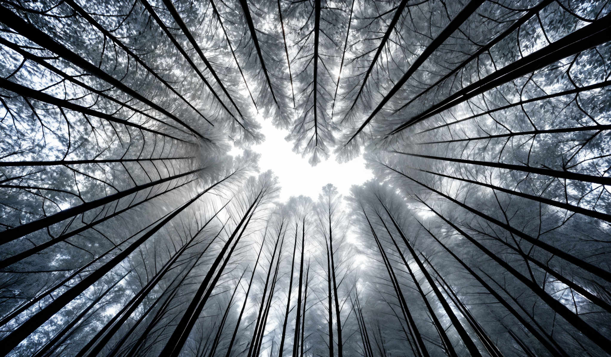 The image showcases a mesmerizing view of a forest, viewed from the ground up. The trees are tall and slender, reaching upwards towards the sky. The color palette is dominated by shades of blue and white, giving the scene a cool, ethereal feel. The sky is visible through the gaps between the trees, and it appears to be overcast. The perspective is from the center of the forest, looking upwards, creating a sense of depth and vastness.