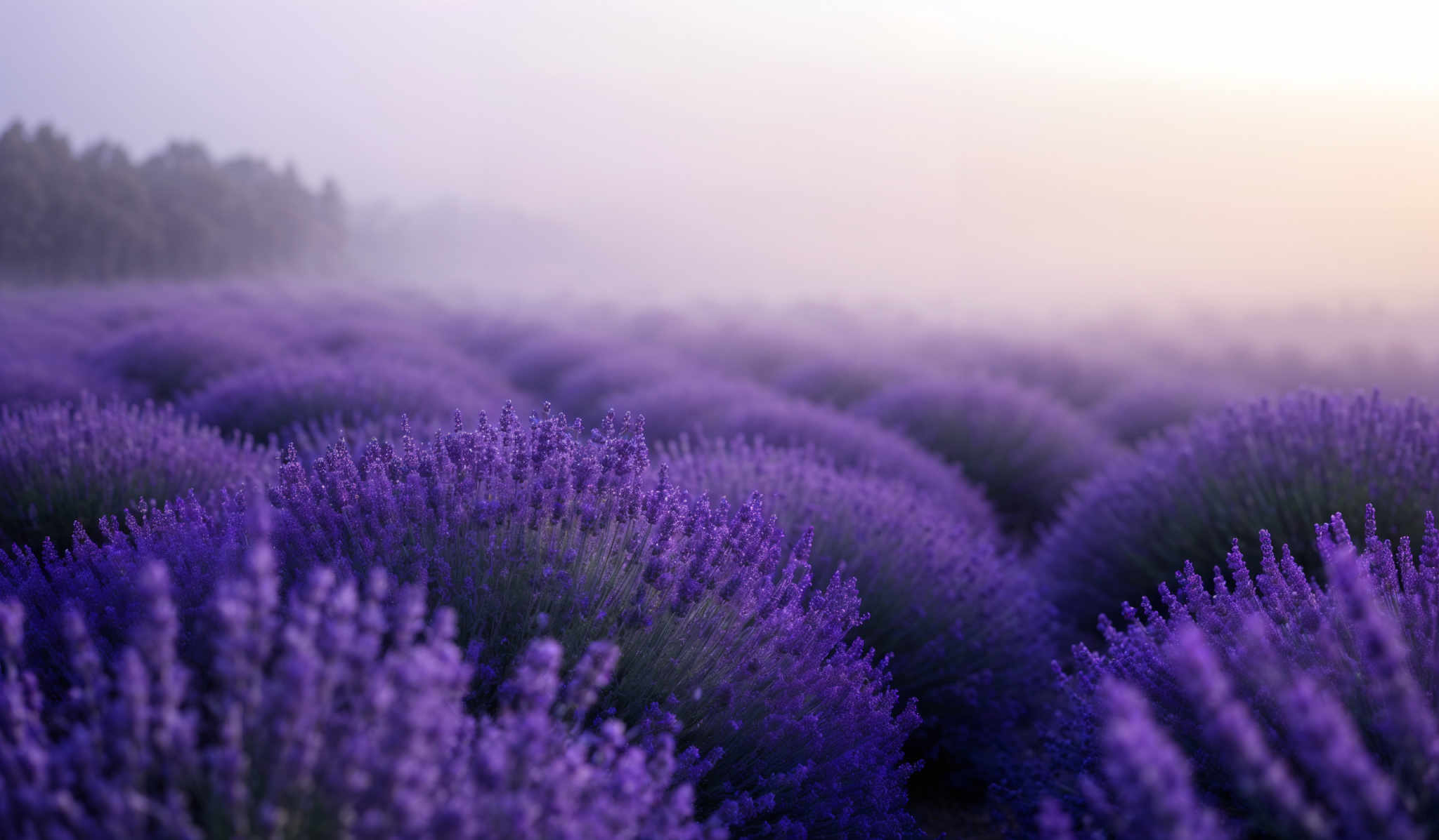 The image showcases a vast field of lavender with rounded, bushy plants. The lavender is in full bloom, displaying a vibrant purple hue. The sky above is a gradient of soft pink and white, suggesting either dawn or dusk. A mist or fog envelops the field, giving it a dreamy and ethereal quality. In the distance, there's a line of trees, partially obscured by the mist.