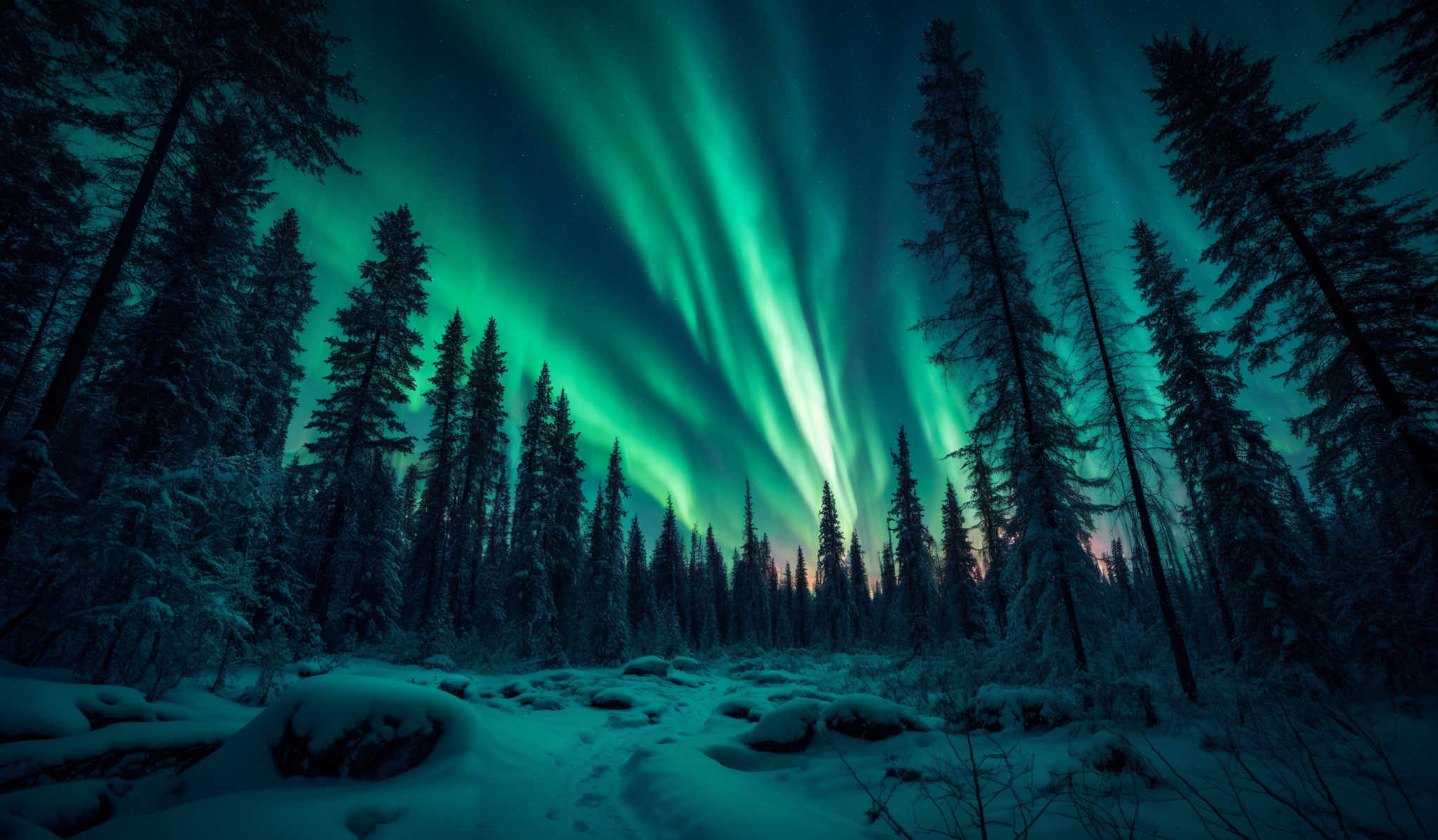 The image showcases a breathtaking view of the Northern Lights, also known as the Aurora Borealis. These lights display a mesmerizing array of green hues, cascading down in wavy patterns against a dark, starry night sky. The foreground is dominated by a dense forest of tall pine trees, covered in a layer of snow. The ground is blanketed with snow, with some rocks and shrubs peeking through. The overall ambiance is serene and ethereal, capturing the natural beauty of the polar regions.