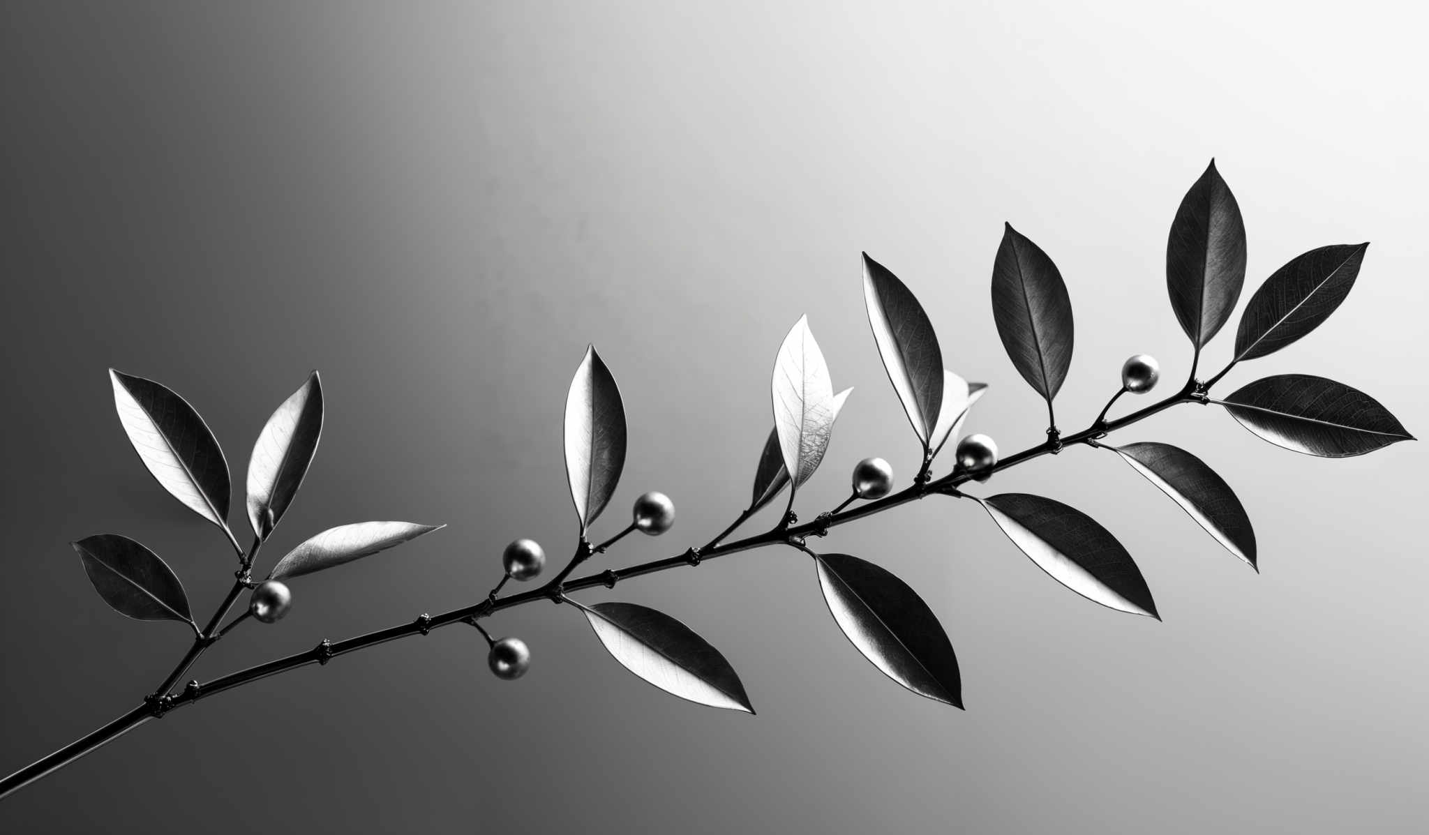 The image showcases a branch with elongated leaves. The leaves are oval in shape with a smooth texture. The branch has several berries attached to it, which are round and dark in color. The entire image is in black and white, emphasizing the contrast between the leaves and the background.