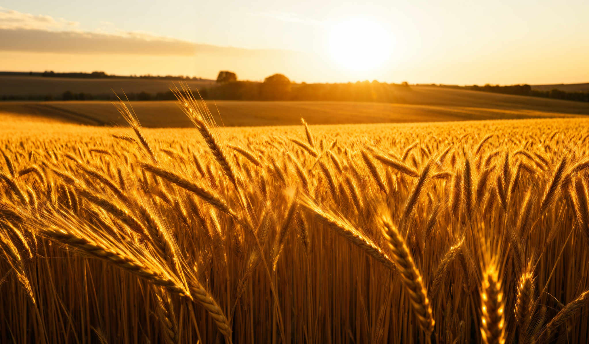 The image showcases a vast field of golden wheat, bathed in the warm glow of the setting sun. The sun casts a radiant orange hue over the horizon, contrasting with the deep blue of the sky. The wheat plants are tall and slender, with their heads turned slightly, revealing the intricate details of their spikelets. The field stretches out as far as the eye can see, with gentle rolling hills in the distance. The overall mood of the image is serene and tranquil, evoking feelings of peace and harmony with nature.