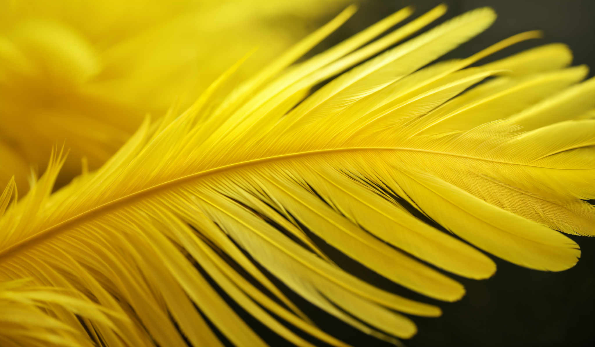 The image showcases vibrant yellow feathers. The feathers are intricately detailed, displaying a series of fine, delicate strands that fan out in a graceful manner. The background is blurred, emphasizing the sharpness and clarity of the feathers, which appear soft and feathery.