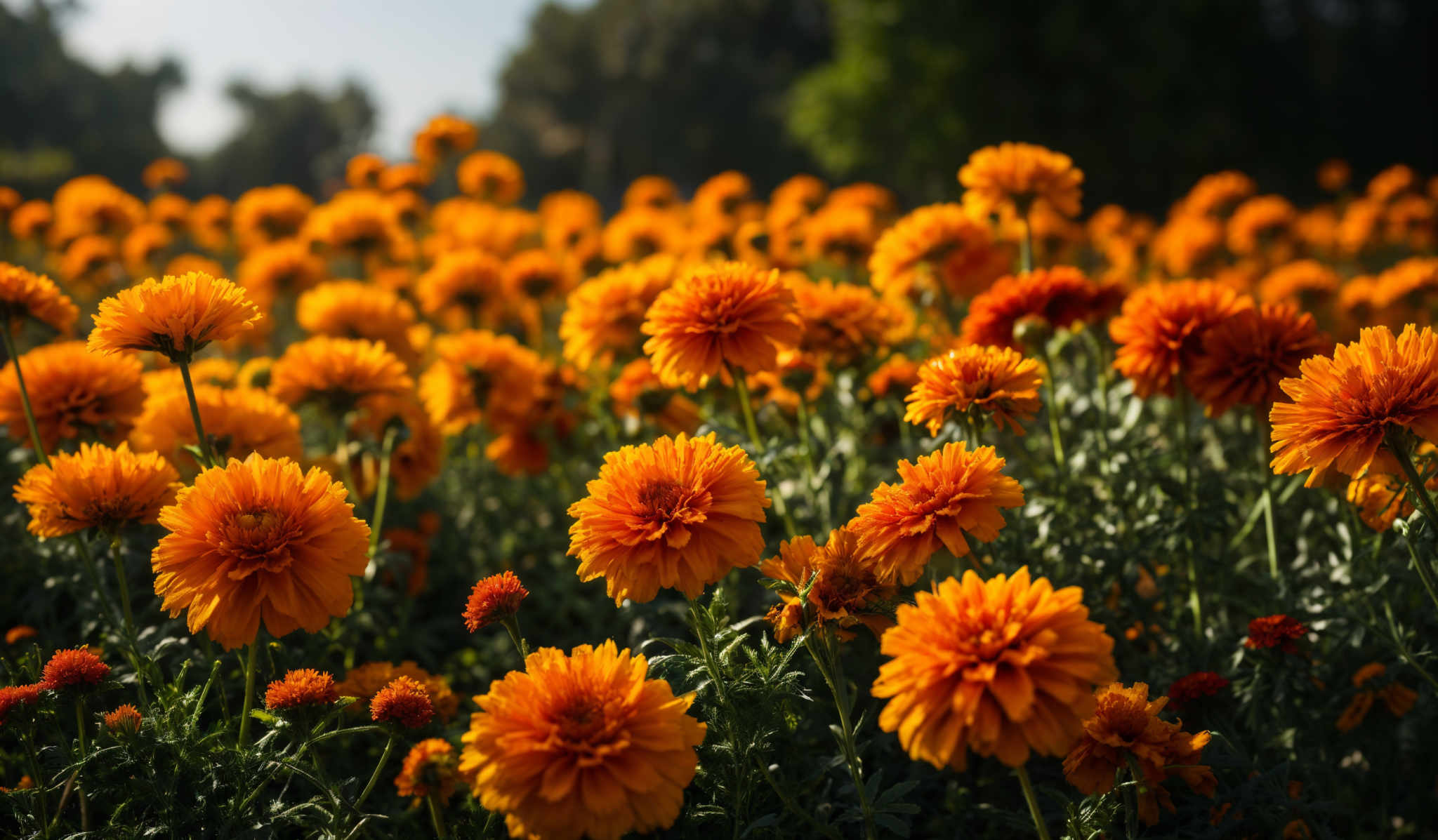 The image showcases a vast field of vibrant orange flowers. The flowers have a double layered, ruffled petal structure, giving them a voluminous appearance. The green foliage surrounding the flowers provides a contrast, highlighting the brightness of the flowers. In the background, there's a hint of trees and a clear sky, suggesting that the field is located in an open area, possibly a park or a meadow.