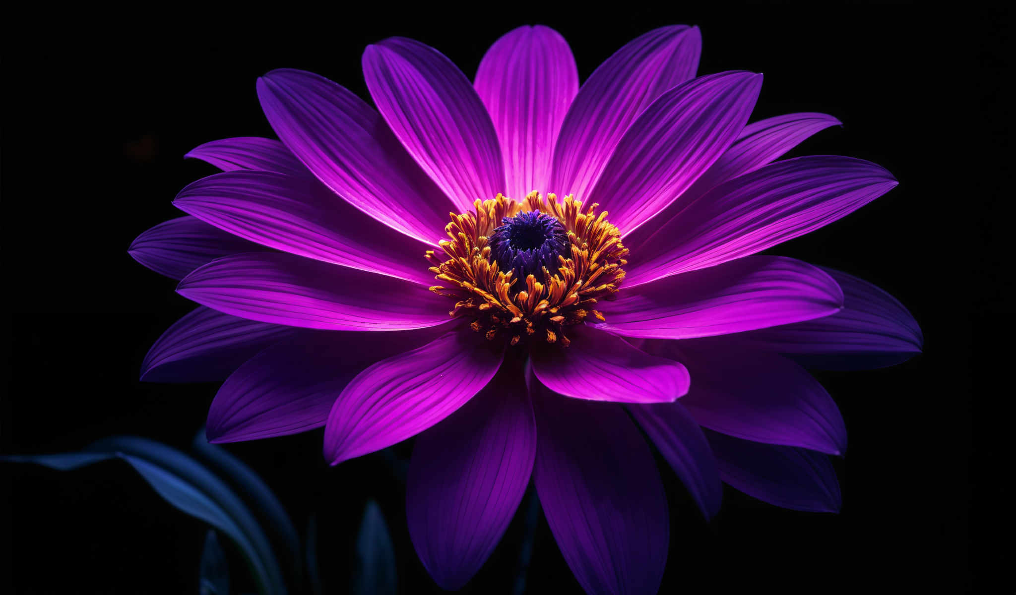 A purple flower with yellow petals and a yellow center.