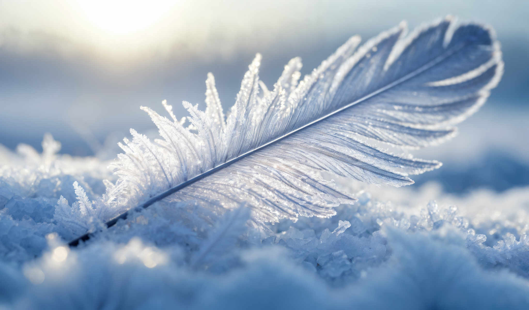 A feather with ice crystals on it.