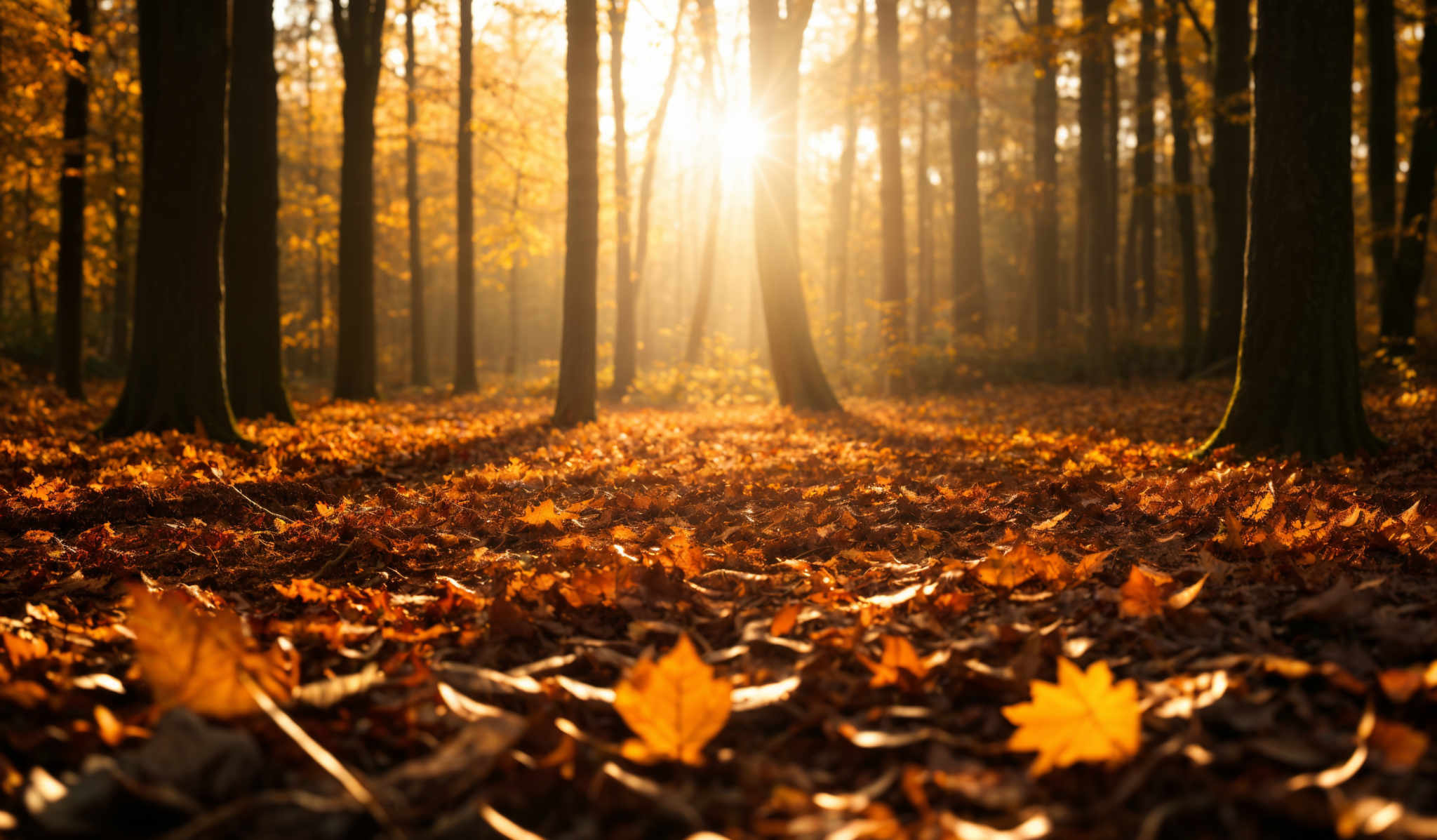 The image showcases a serene forest scene during autumn. The dominant colors are warm hues of orange, yellow, and brown, representing the fallen leaves and the trees. The trees have tall, straight trunks, and their canopies are slightly obscured by the misty atmosphere. The forest floor is covered with a thick layer of fallen leaves, creating a vibrant carpet of colors. The sun's rays pierce through the trees, casting a golden glow and creating a play of light and shadow on the forest floor.