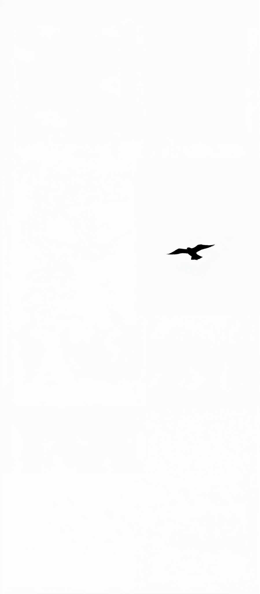 A black bird is captured in mid-flight soaring across a white canvas. The bird with its wings spread wide is the sole focus of the image. The stark contrast between the bird's black silhouette and the white background creates a sense of freedom and tranquility. The image evokes a feeling of serenity and solitude as the bird flies alone unencumbered by any distractions. The simplicity of the composition with just one subject and two colors lends an air of minimalism to the artwork. The art style is reminiscent of the works of the Impressionists who sought to capture the fleeting effects of light and color. The subject of the artwork is the bird a symbol of freedom grace and the beauty of nature. The motif of the bird in flight could be interpreted as a representation of hope aspiration or the human desire to break free from constraints.