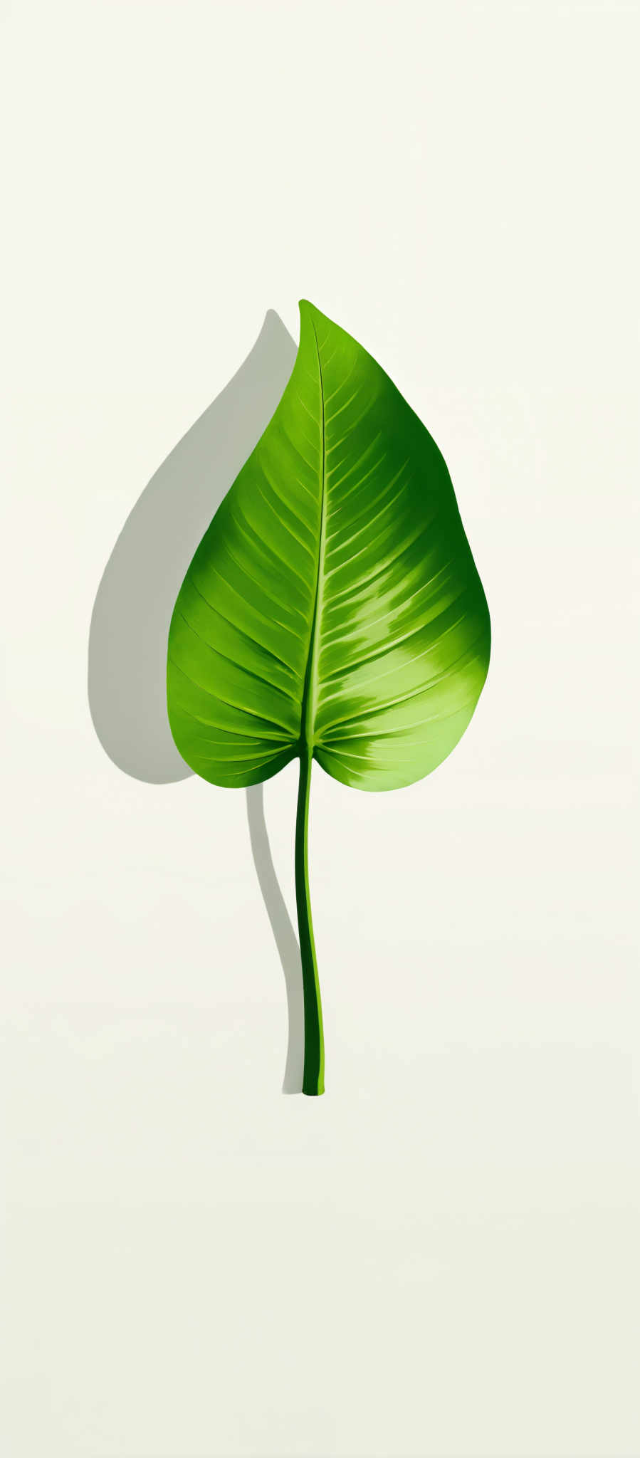 The image presents a single vibrant green leaf with a glossy finish standing out against a stark white background. The leaf which is the sole subject of the image is positioned centrally drawing the viewer's attention immediately. Its glossy finish suggests a sense of freshness and vitality. The simplicity of the composition with its minimalistic color palette and lack of additional objects creates a sense calm and tranquility. The art style of the photo is reminiscent of a still life focusing solely on the leaf and its immediate surroundings. The overall mood of the photograph is peaceful and serene evoking a sense wonder at the beauty of nature.