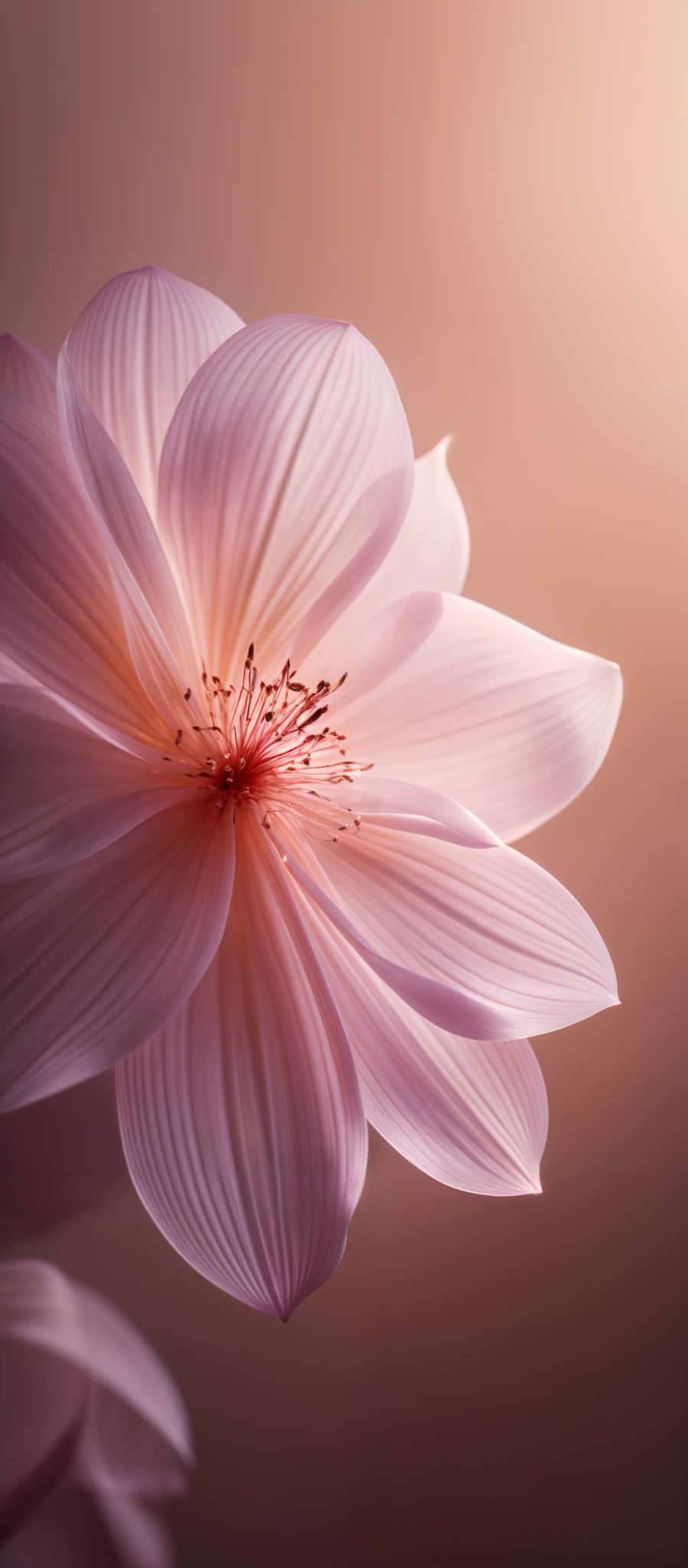 The image showcases a close-up of a flower. The flower has a delicate, soft pink hue with intricate details. Its petals are smooth and layered, revealing a gradient of light to dark pink. The center of the flower is a vibrant shade of pink with a cluster of tiny, darker filaments. The background is a gradient from a warm brownish-orange at the top to a softer peach hue at the bottom, creating a serene and ethereal ambiance.