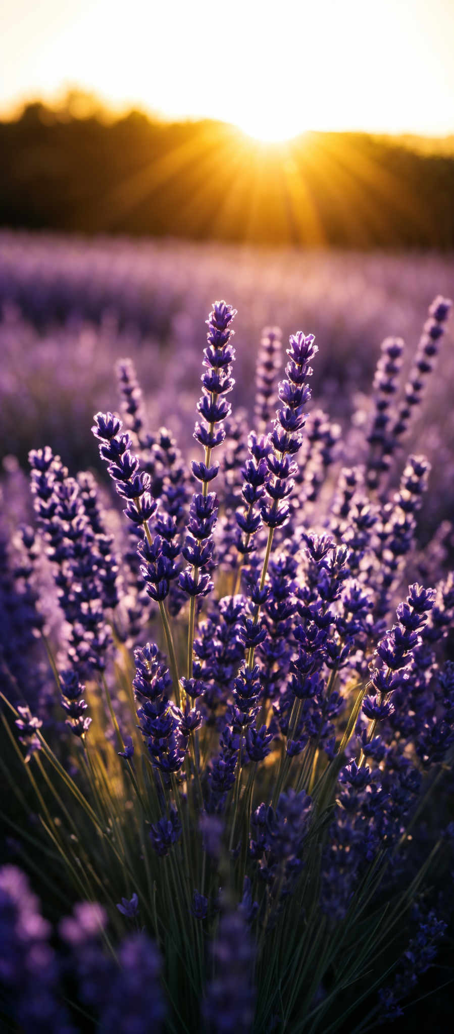 The image showcases a vibrant field of lavender with tall, slender stems bearing clusters of purple flowers. The sun is setting in the background, casting a warm golden hue over the scene. The lavender stretches out to the horizon, with the sun's rays creating a radiant display of light and shadow across the field.