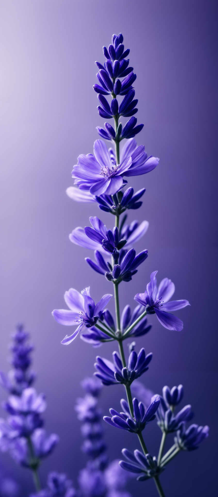 The image showcases a tall, slender plant with vibrant purple flowers. The flowers are delicate, with multiple petals radiating outwards, and they are densely packed on the stem. The background is a gradient of purple, which complements the color of the flowers, creating a harmonious and visually appealing composition.