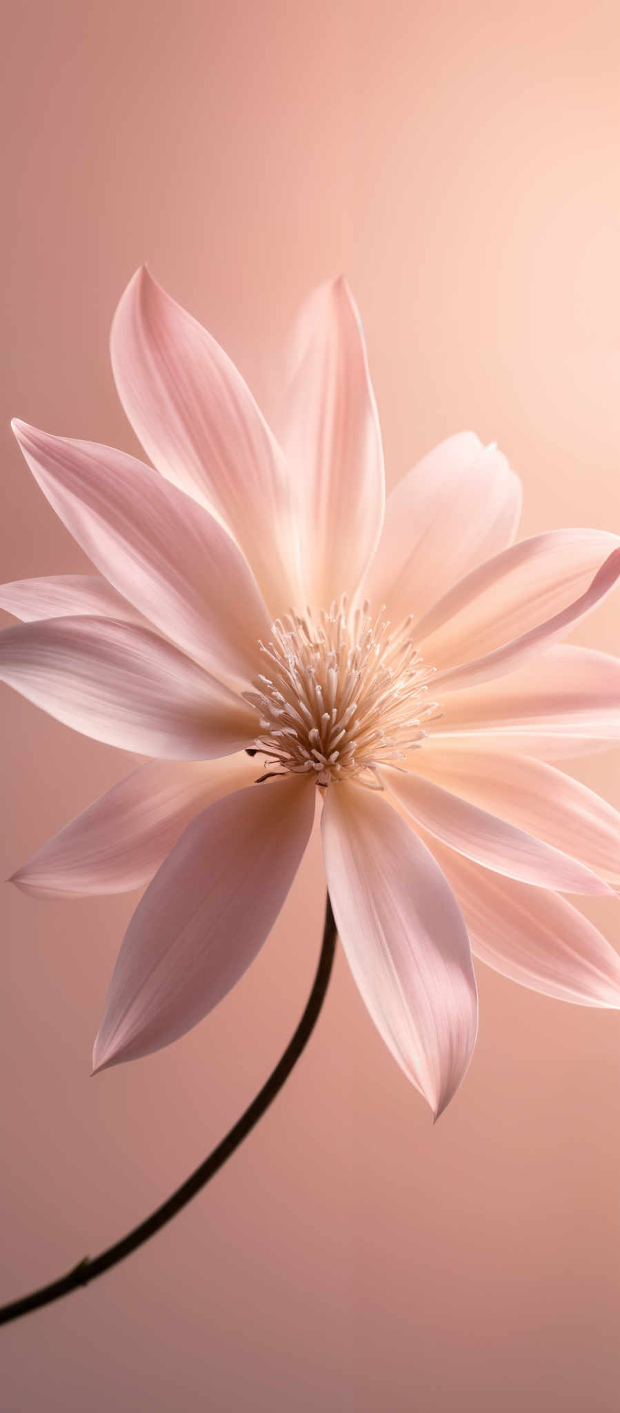 The image showcases a delicate flower with soft pink petals. The flower has a unique, almost star-like shape with multiple petals radiating outwards. The center of the flower is intricate, with a cluster of small, tightly packed stamens. The background is a gradient of soft pinks, creating a harmonious and calming ambiance.