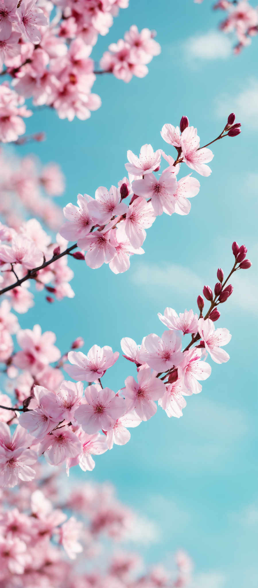 The image showcases a vibrant display of pink cherry blossoms against a clear blue sky. The cherry trees have slender branches adorned with clusters of delicate pink blossom petals. Some of the blossoming buds are still in their early stages, appearing as small, deep pink clusters. The sky in the background is a serene shade of blue, providing a beautiful contrast to the pink hues of the cherry flowers.