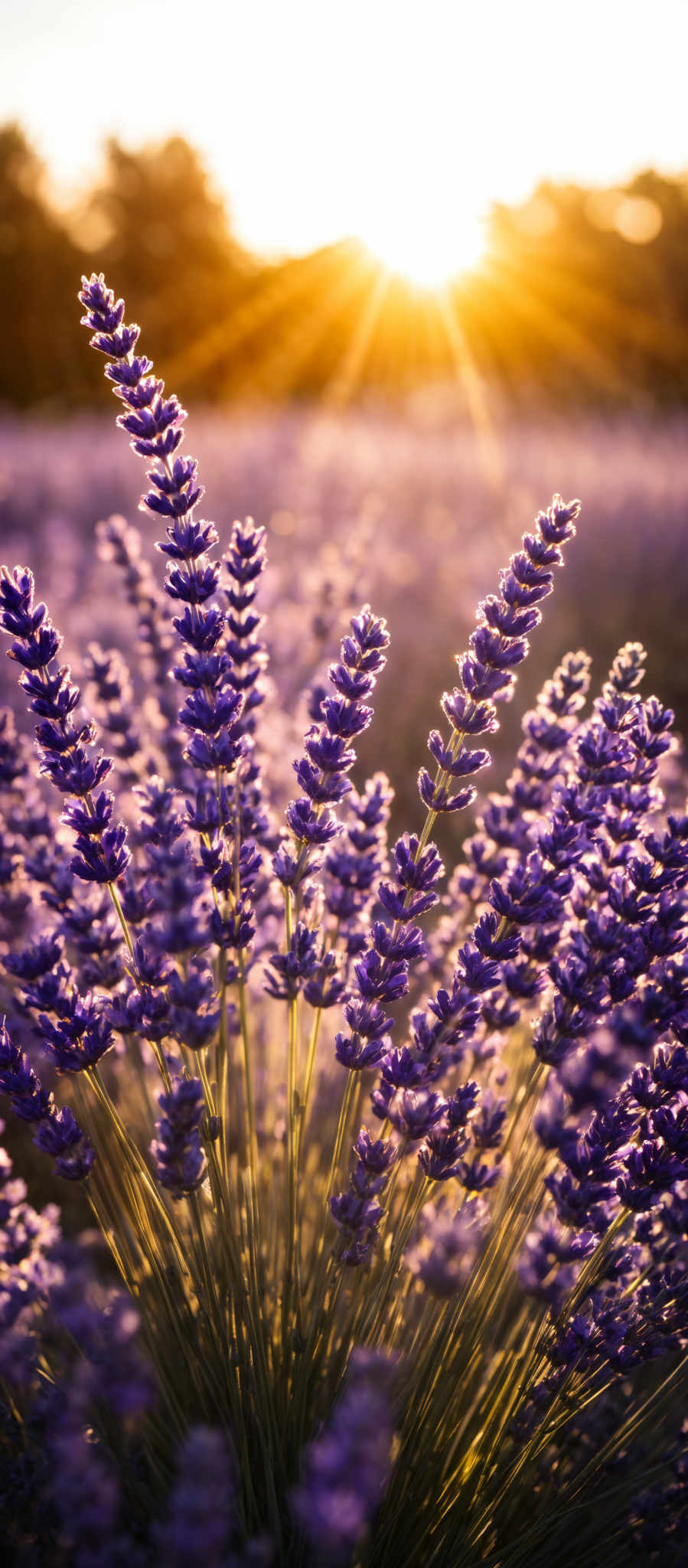 The image showcases a field of lavender with tall, slender stems bearing clusters of purple flowers. The sun is setting in the background, casting a warm golden hue over the scene. The lavender stretches out in various directions, with some stems appearing taller than others. The flowers are densely packed on the stems, creating a vibrant purple contrast against the green stems. The sky is painted with shades of orange, pink, and purple, with the sun's rays piercing through, creating radiant beams that illuminate the lavender.