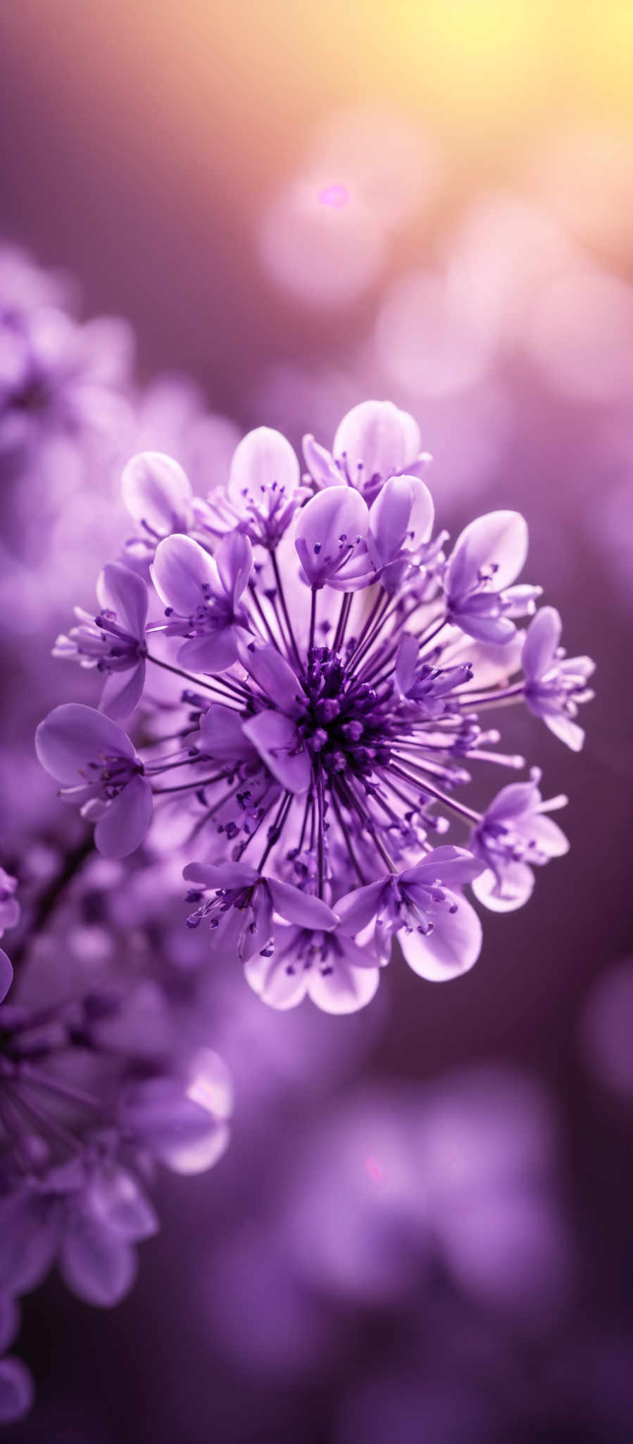 The image showcases a close-up of a cluster of purple flowers. The flowers have a round shape with multiple petals radiating outwards. The central part of the cluster has a dense arrangement of small, dark-colored stamens. The background is blurred with a gradient of warm colors, transitioning from a deep purple at the bottom to a golden hue at the top.