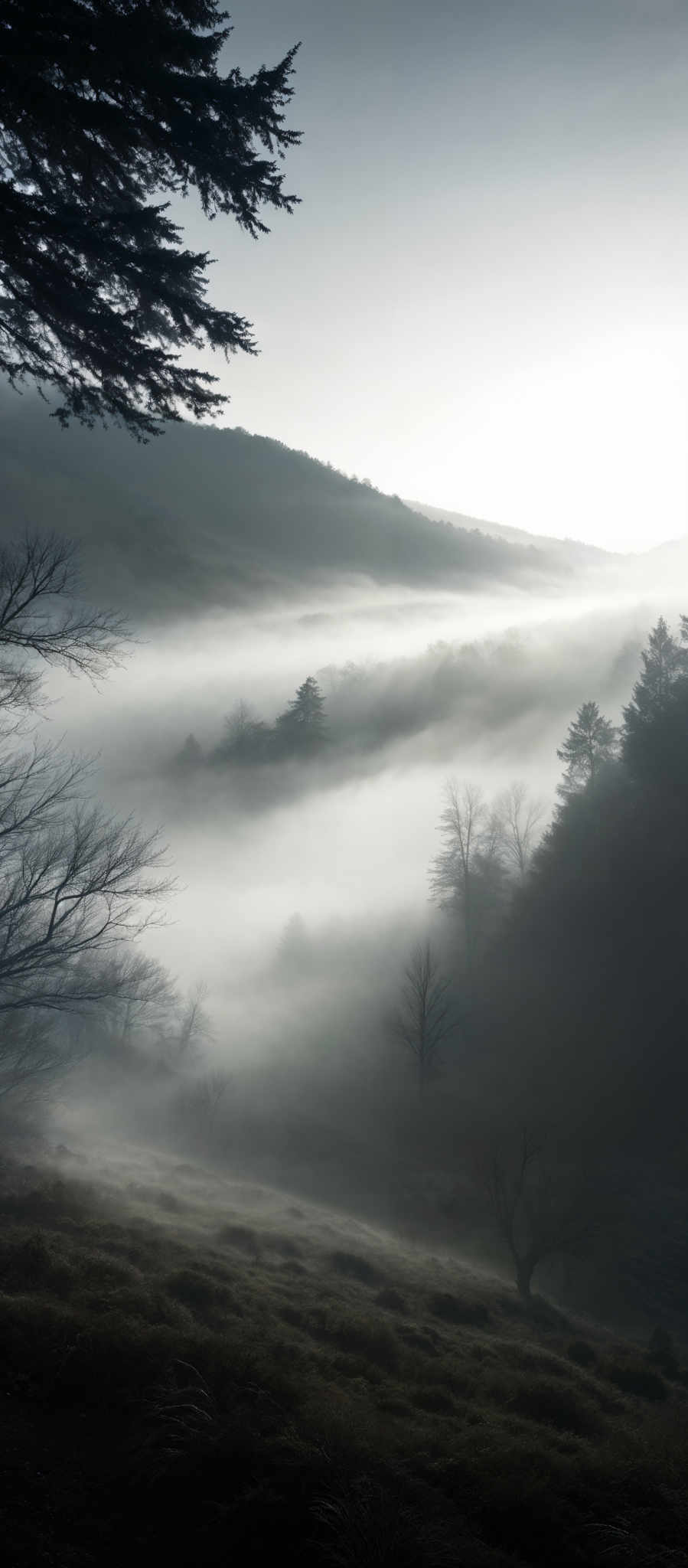 The image showcases a serene landscape dominated by cool tones. The sky is painted in shades of gray, suggesting an overcast or early morning setting. The mist or fog that blankets the valley below adds a layer of mystery and depth. The trees, both in the foreground and background, are silhouetted, their branches reaching out in various directions. The terrain in the lower part of the image is covered with grass, which appears to be swaying or disturbed, possibly by the wind. The entire scene exudes a sense of tranquility and solitude.