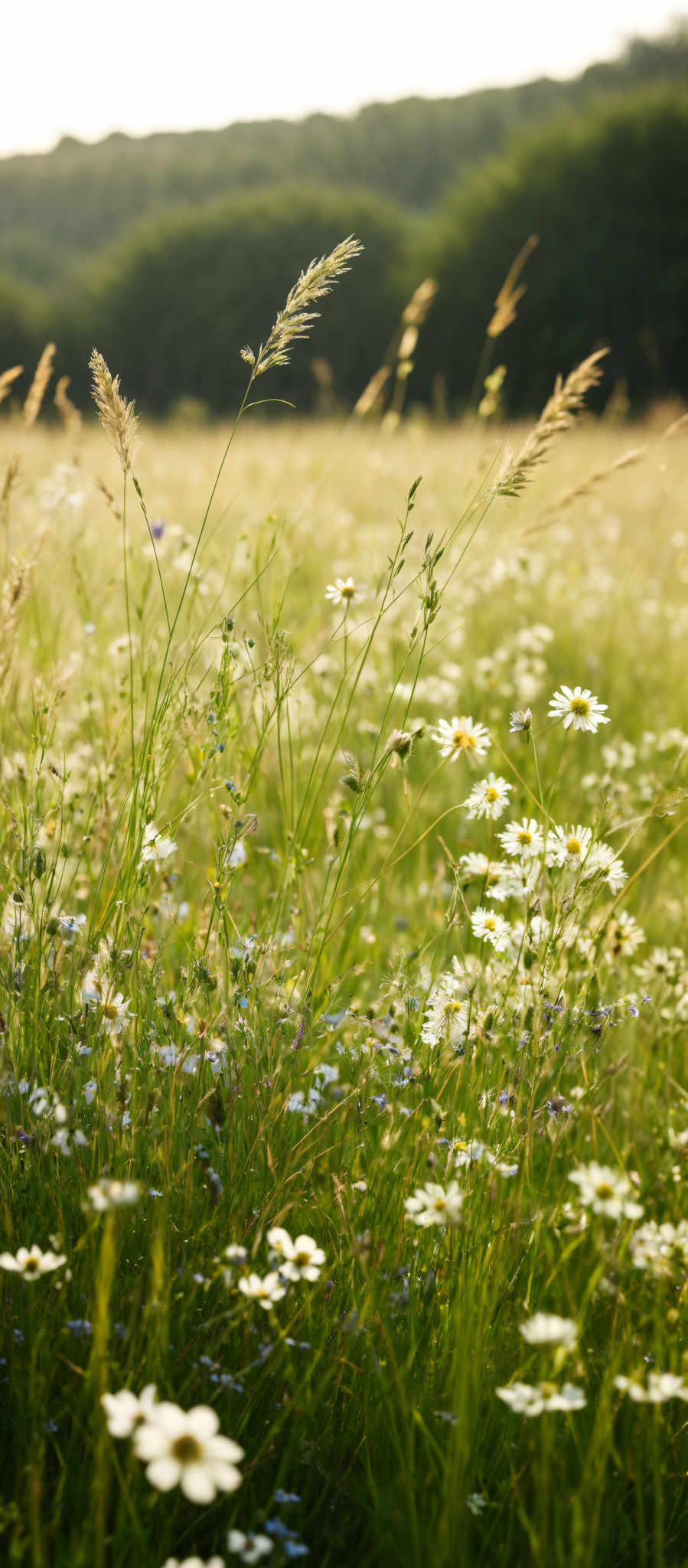 The image showcases a vibrant meadow bathed in sunlight. The dominant colors are various shades of green from the grass and plants, and white from the daisy-like flowers. The grass has a feathery texture, with some tall grasses swaying, possibly due to a gentle breeze. The flowers, possibly daisies, are scattered throughout the meadow, with their white petals and yellow centers. In the background, there's a hint of a forest or wooded area, and the sky is clear, suggesting a bright and sunny day.